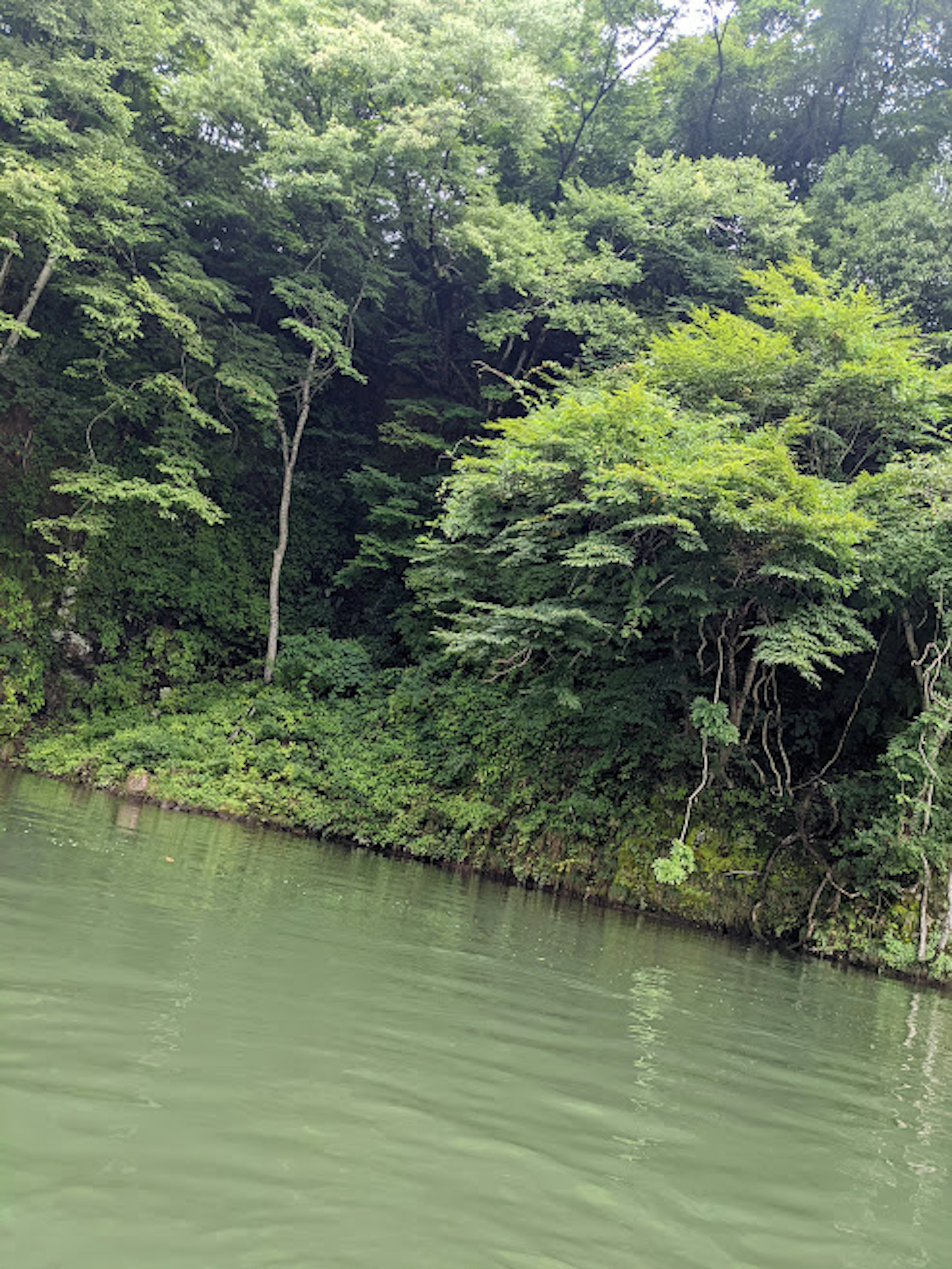 Agua tranquila rodeada de árboles verdes exuberantes