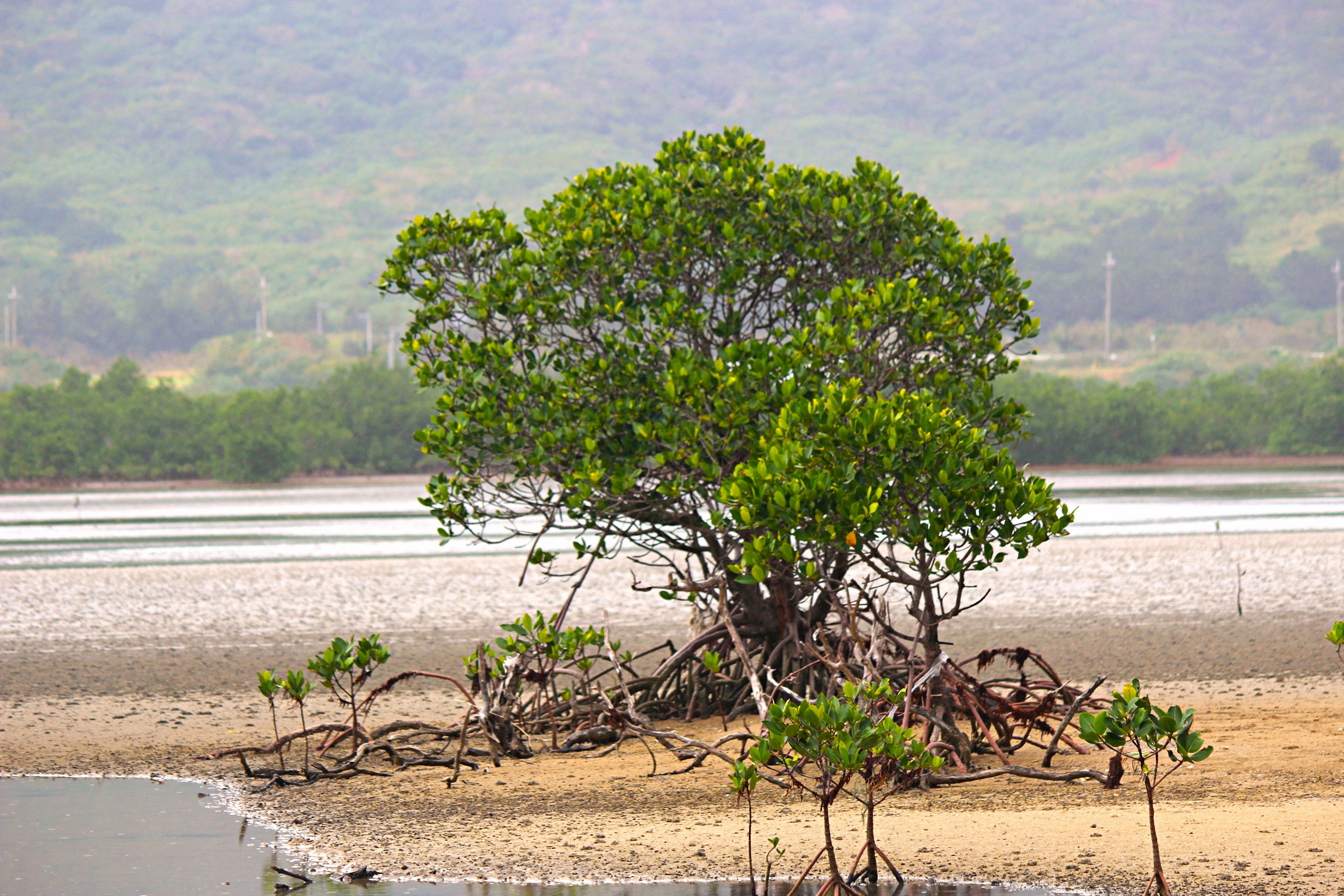 Albero di mangrovia che si erge nelle zone umide con giovani piantine