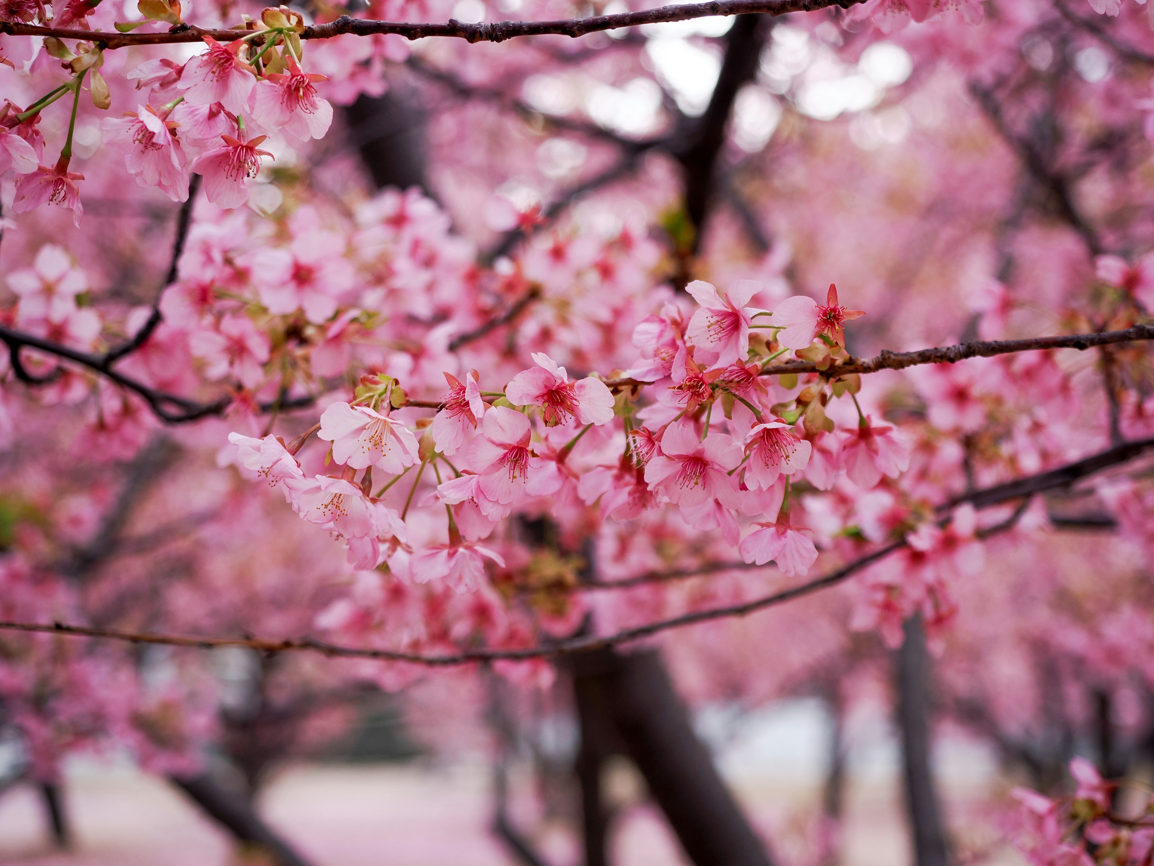 Close-up of cherry blossoms on branches beautiful pink petals