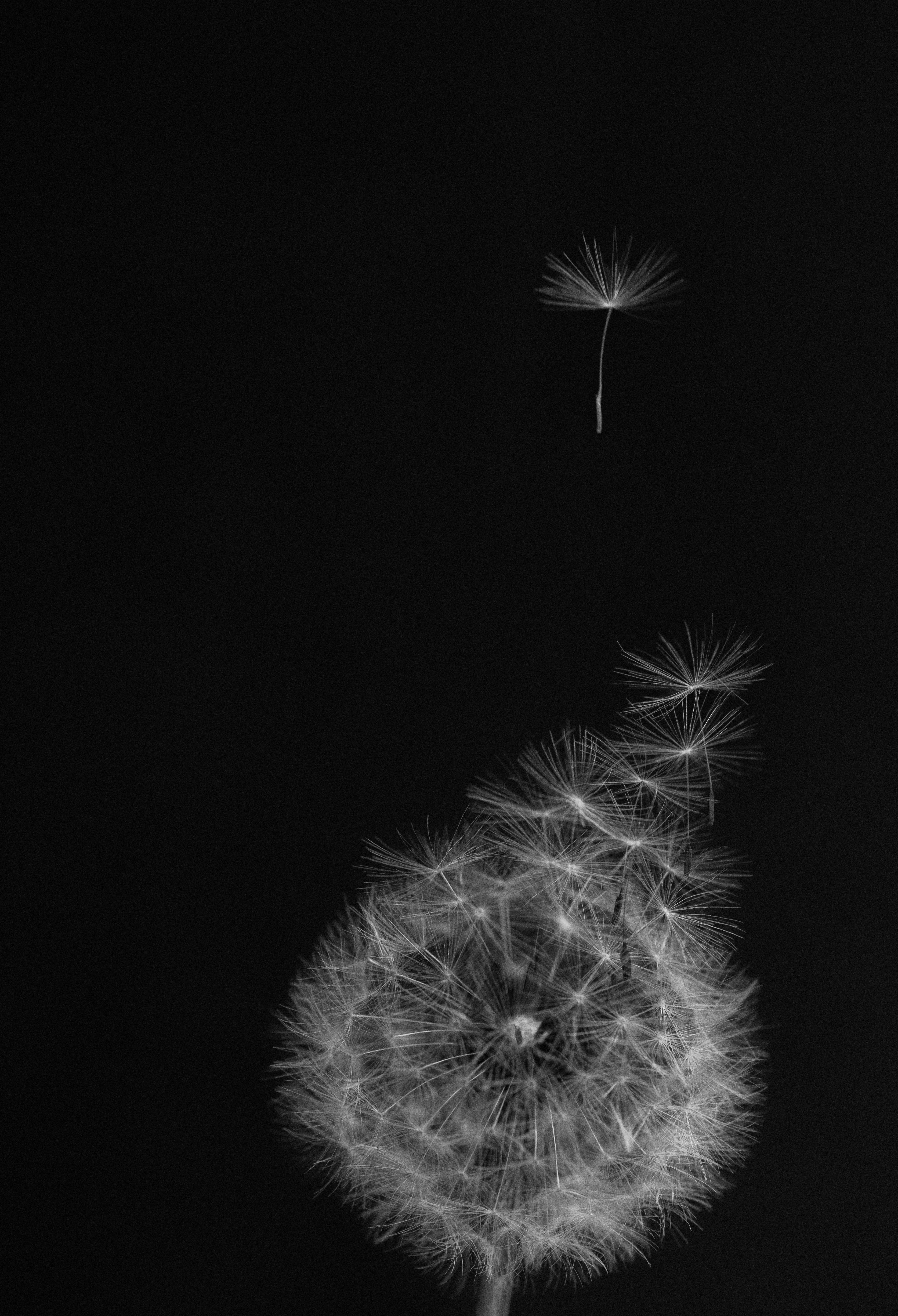 White dandelion fluff floating against a black background