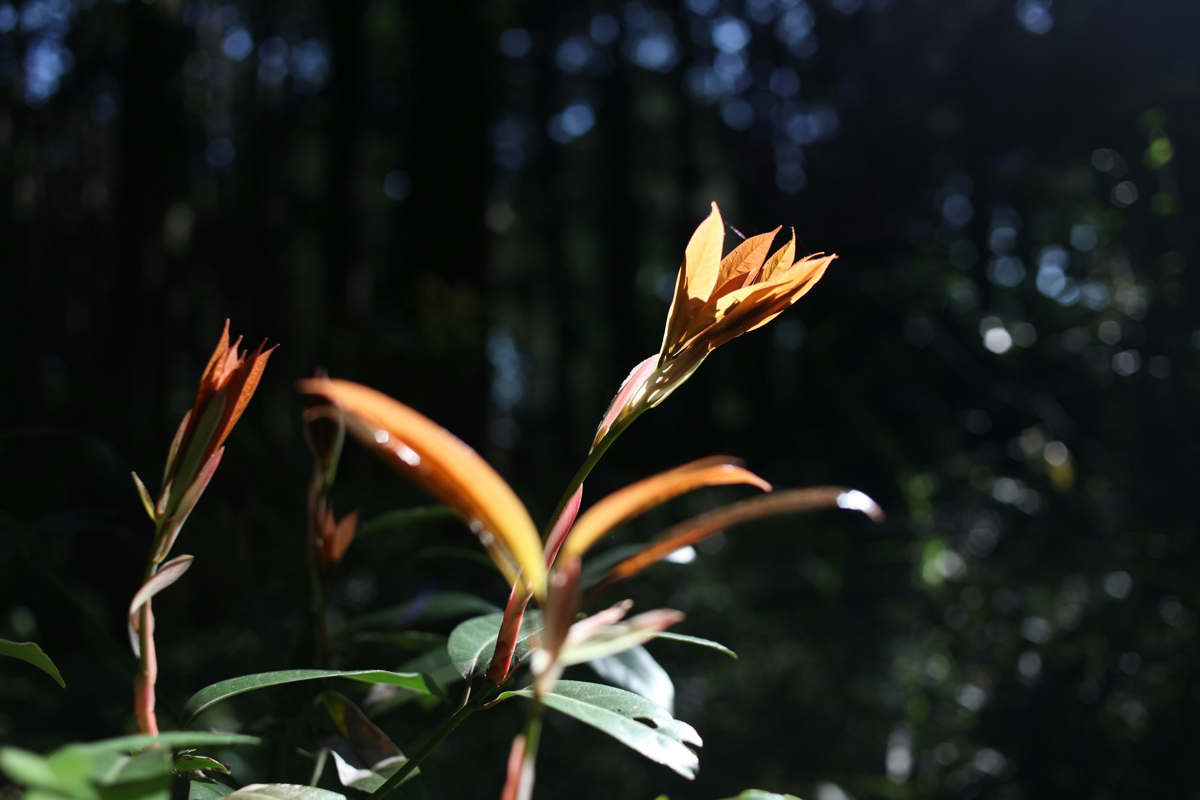 薄暗い森林の中で光を浴びるオレンジ色の花芽と緑の葉