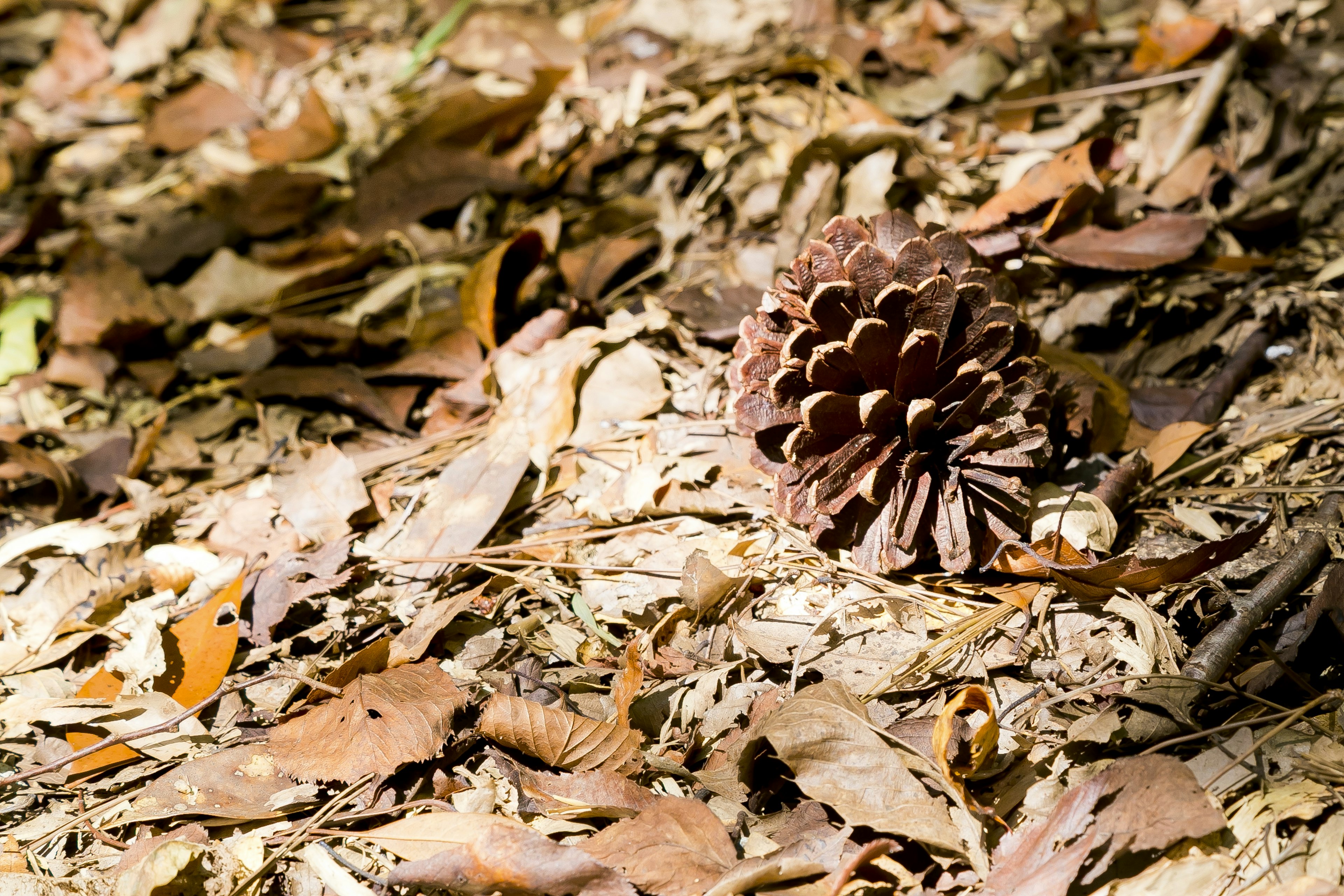 A pine cone resting on a bed of dried leaves in a forest setting