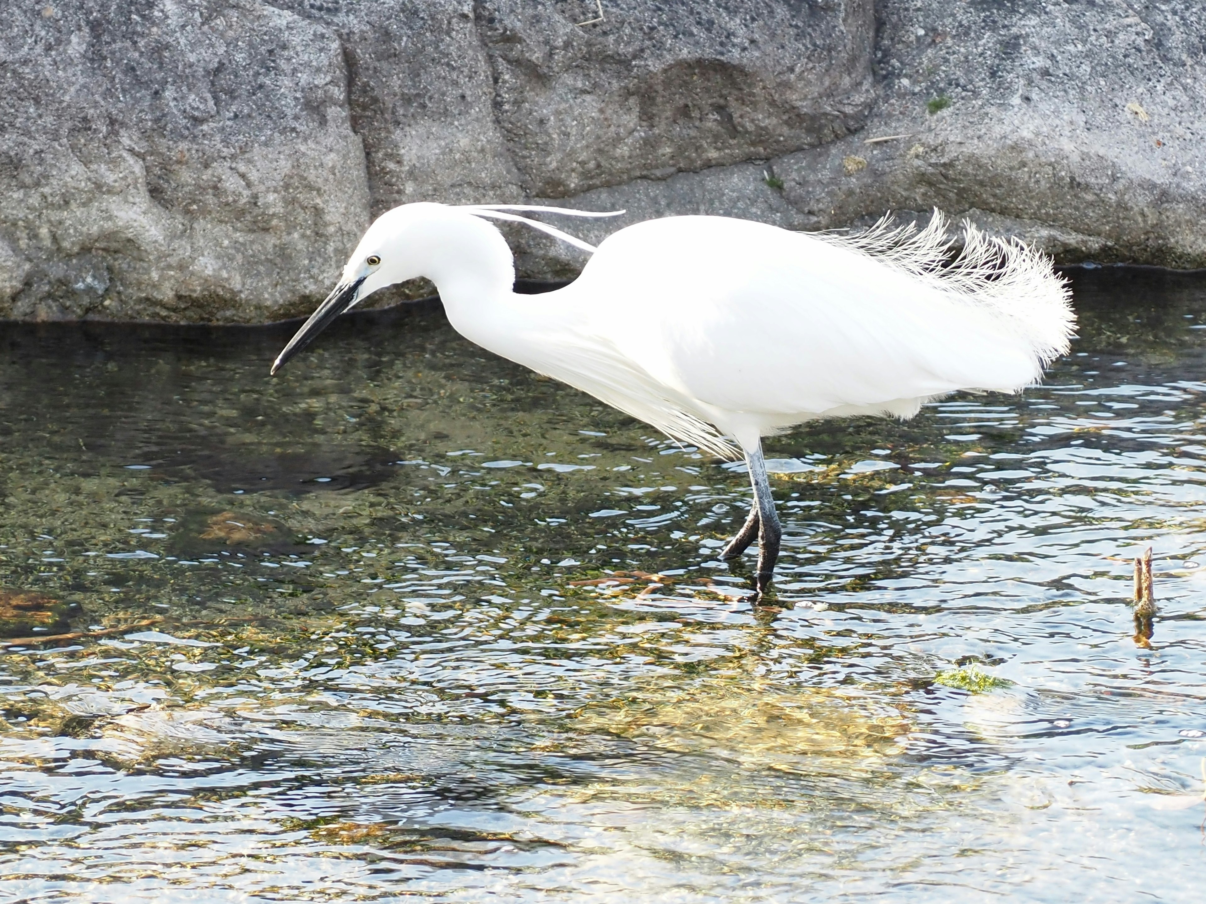 Un ave blanca caminando en agua poco profunda buscando comida