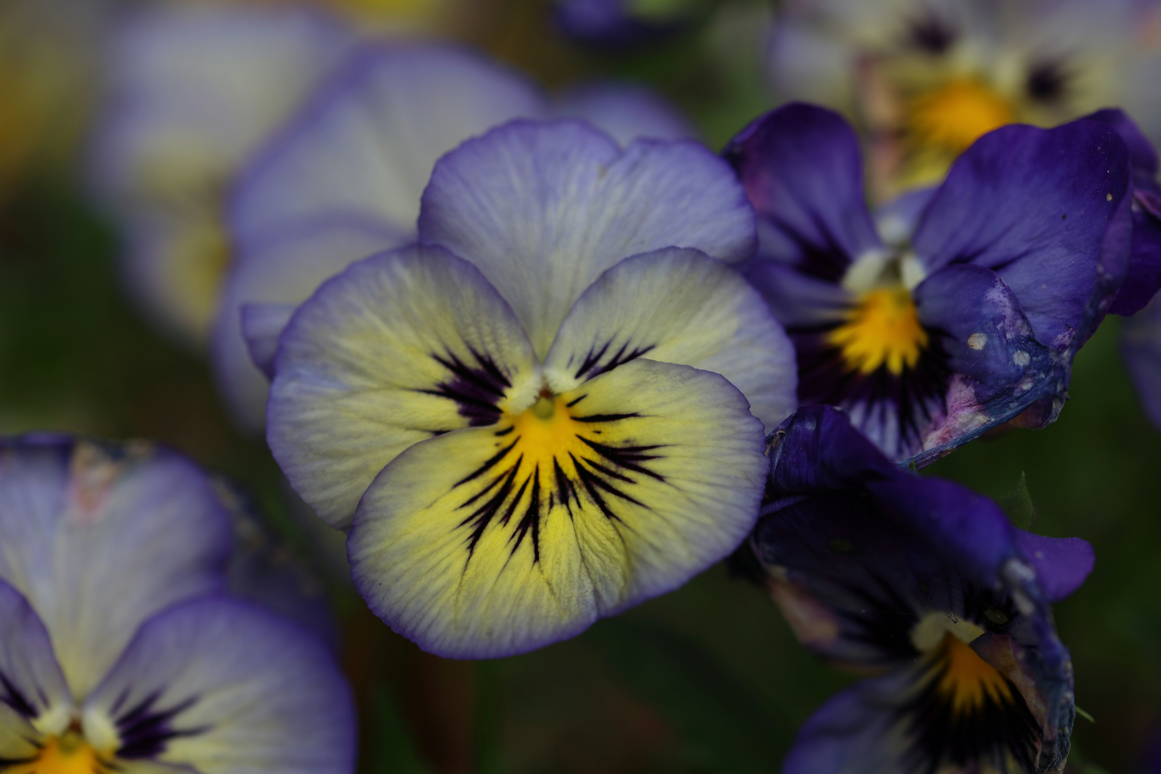 Gros plan de fleurs de pensée violettes et jaunes