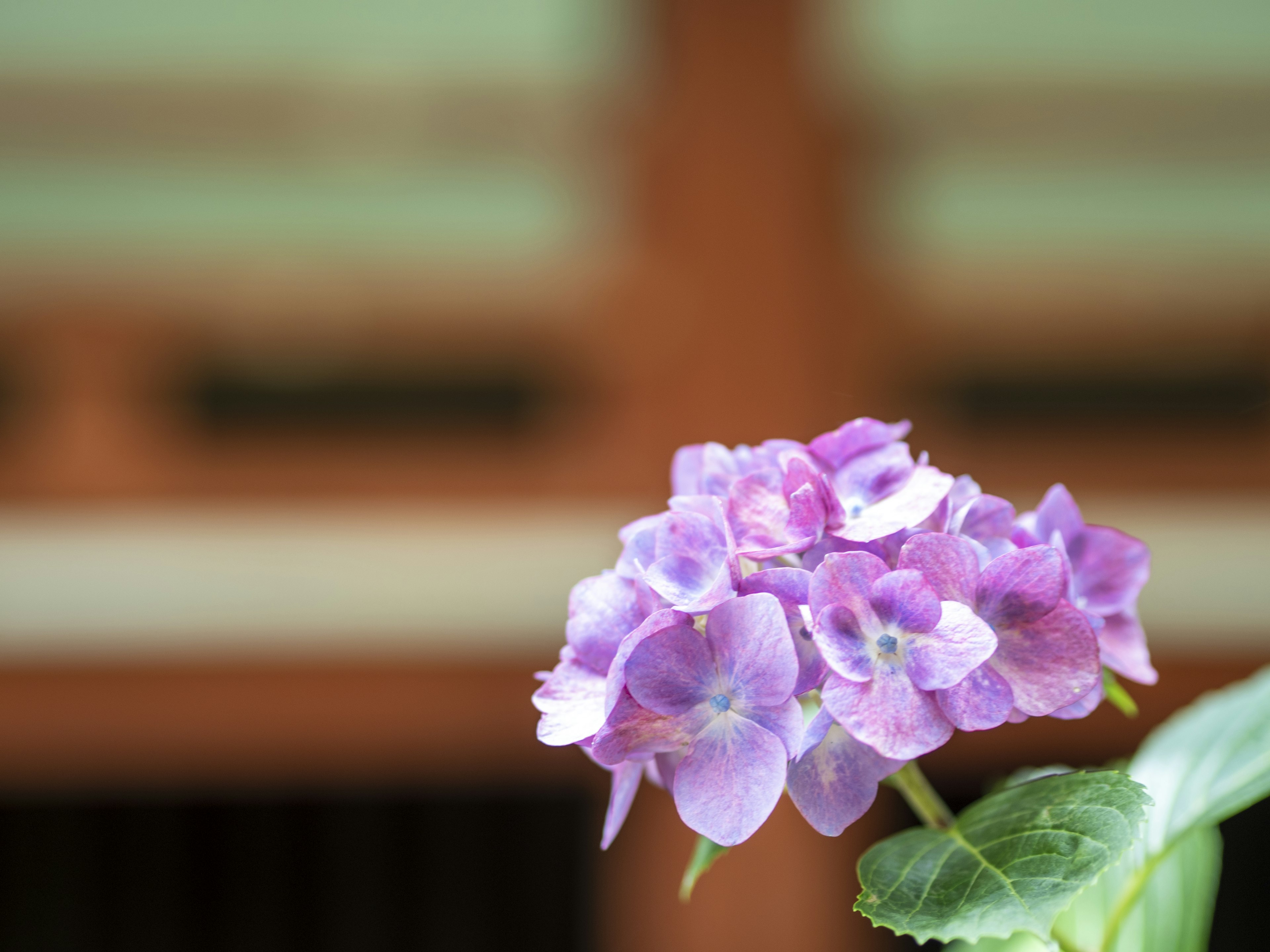 Fiore viola con foglie verdi su sfondo di legno