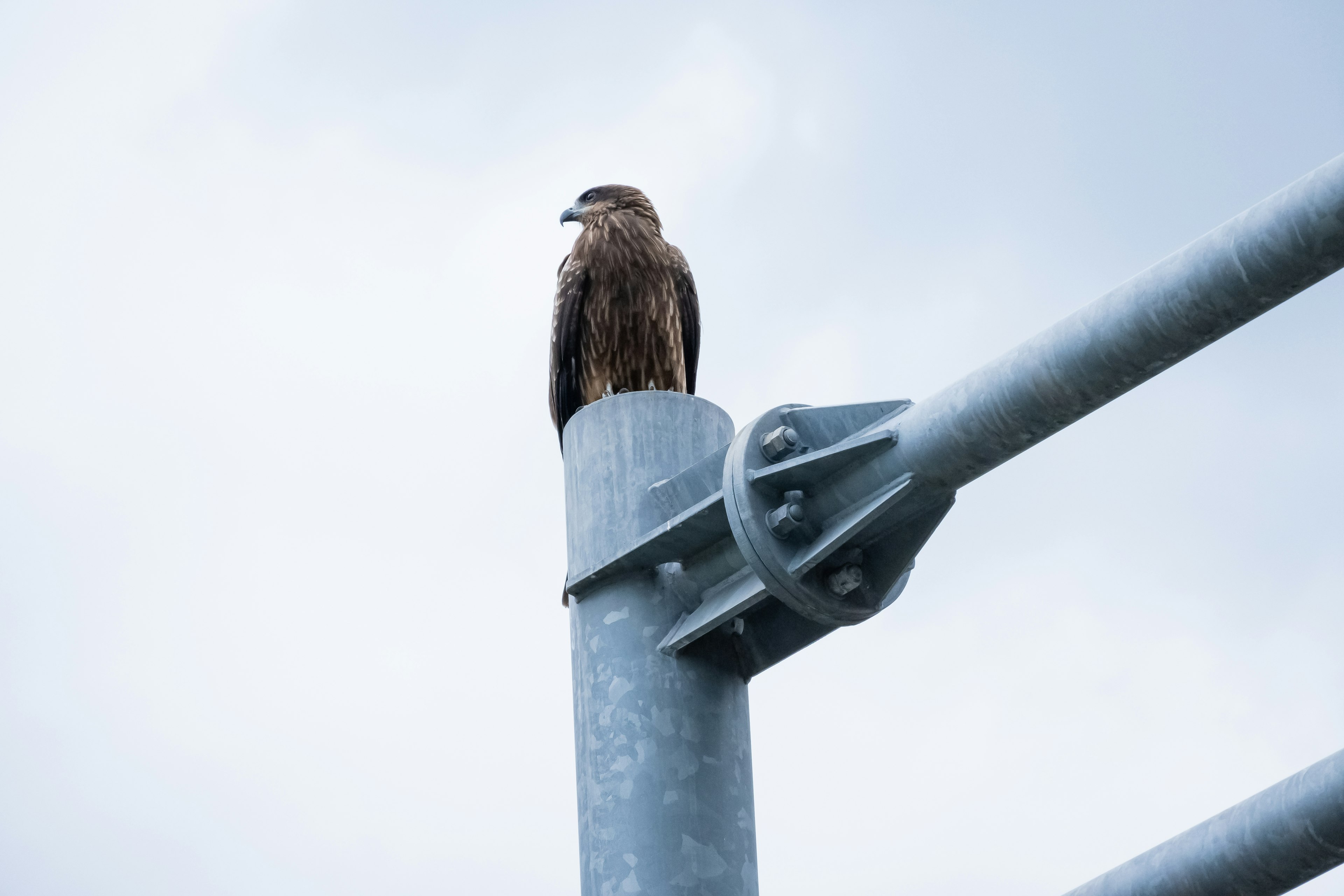 A bird resembling a hawk perched on a metal pole