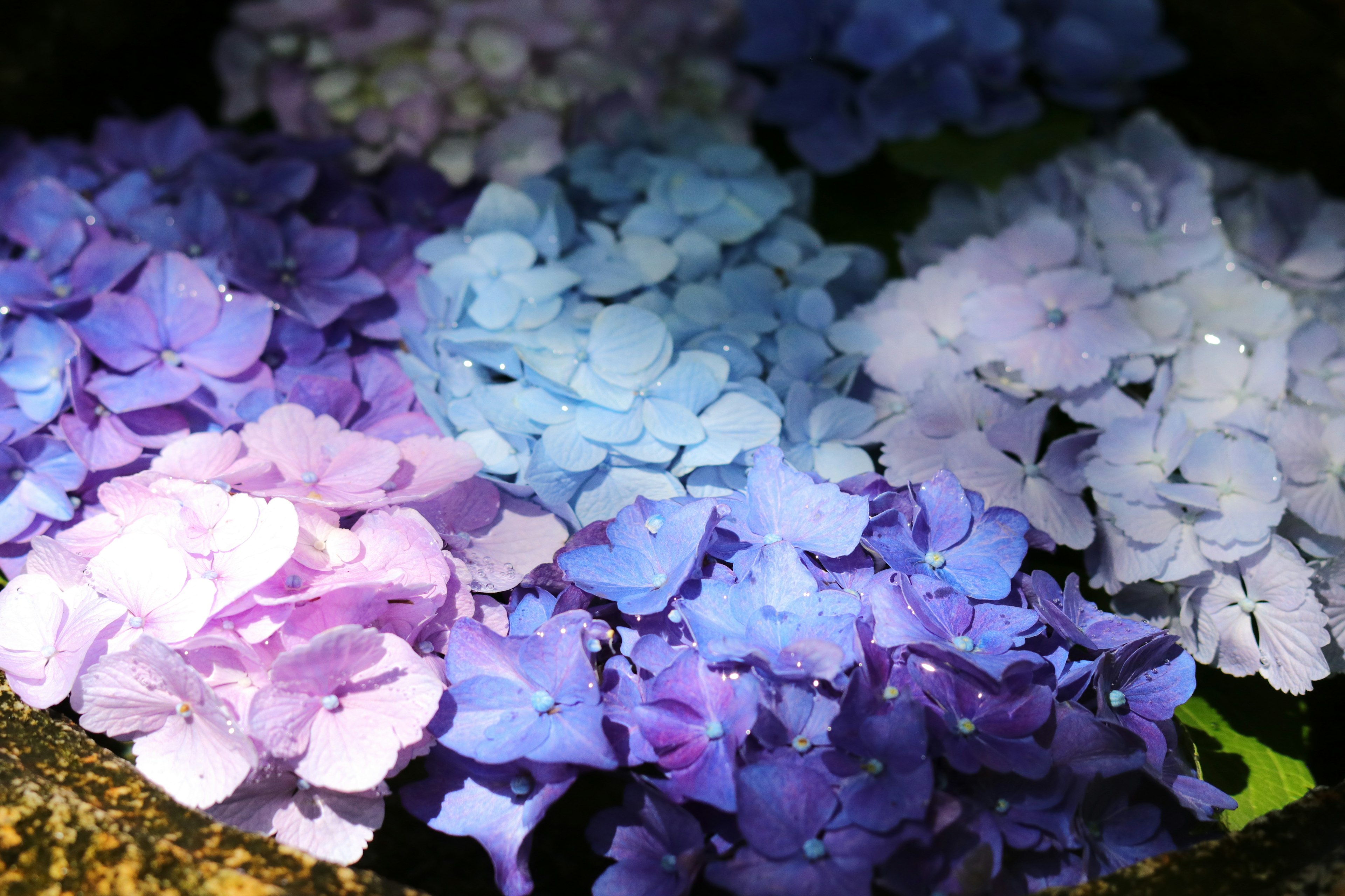 Gros plan de magnifiques fleurs d'hortensia dans des nuances de violet et de bleu