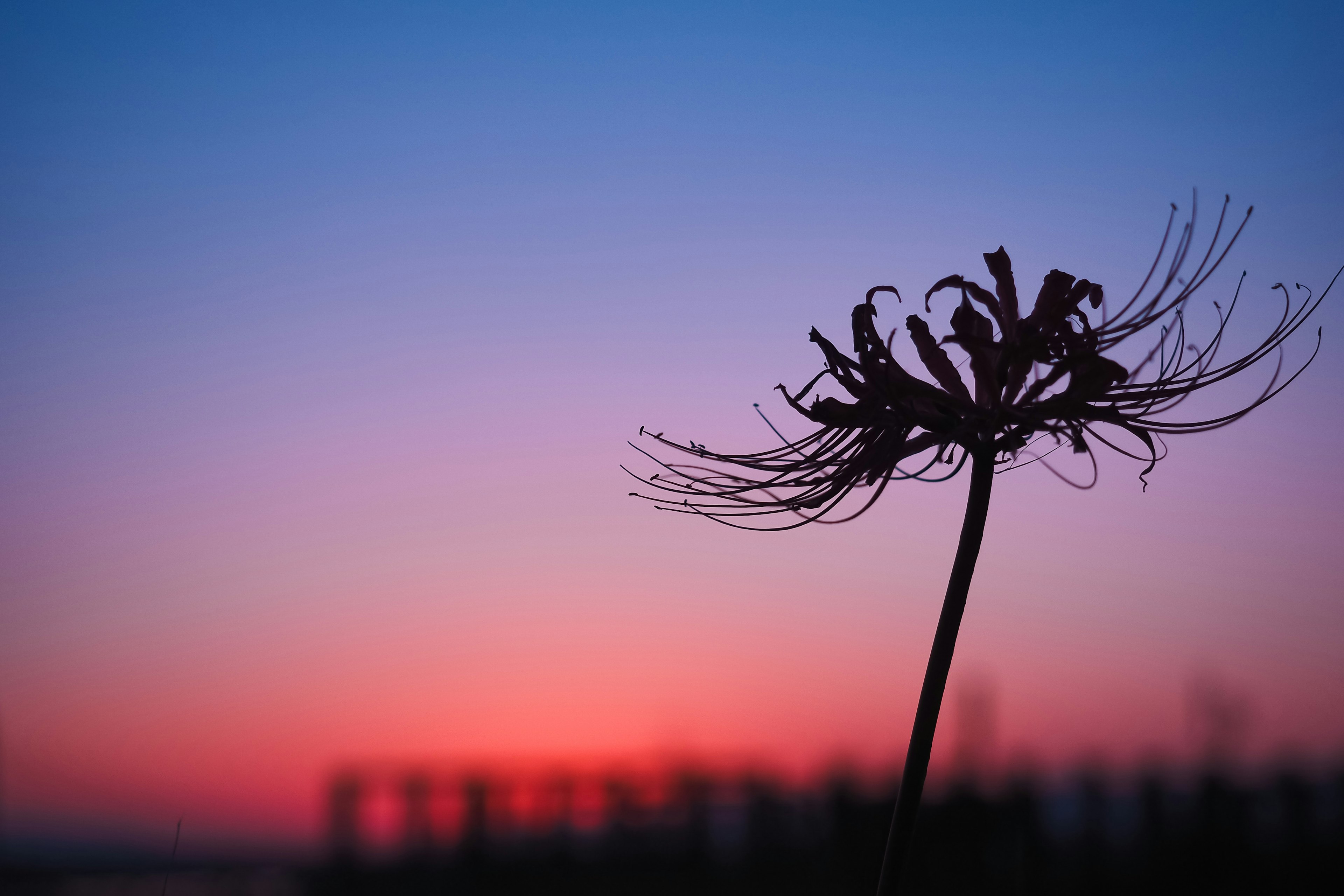 夕焼けの中にシルエットの花が立っている