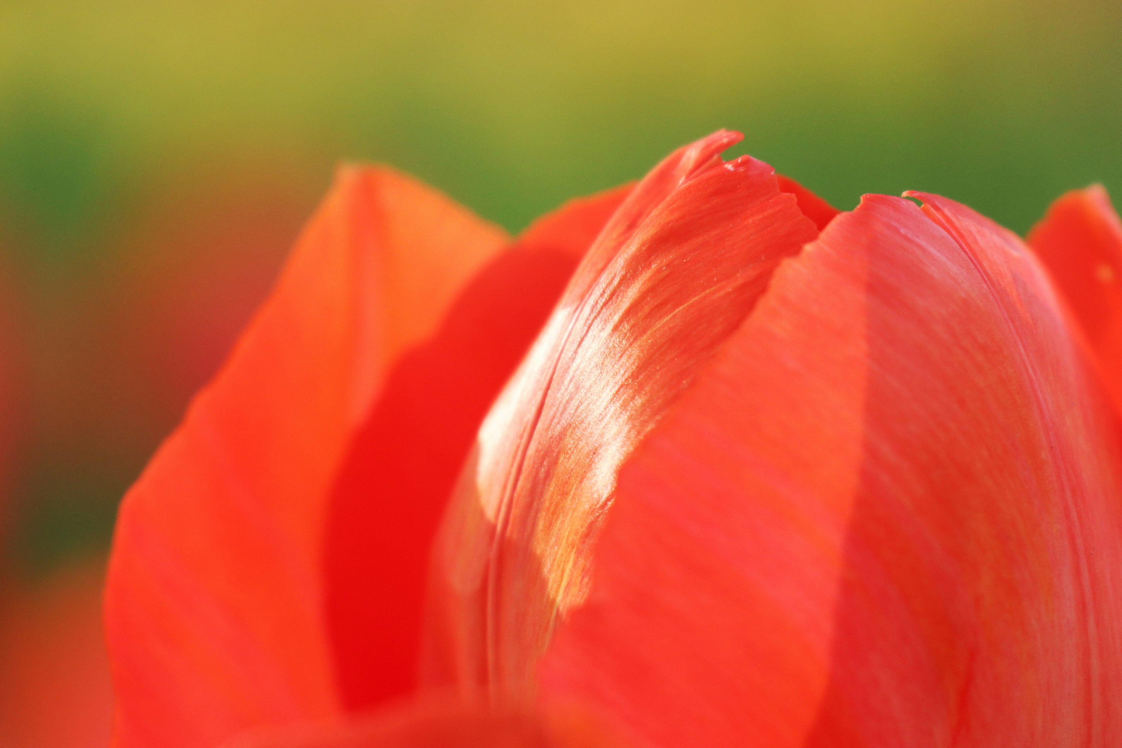 Close-up dari kelopak tulip merah dengan cahaya lembut yang menyoroti teksturnya