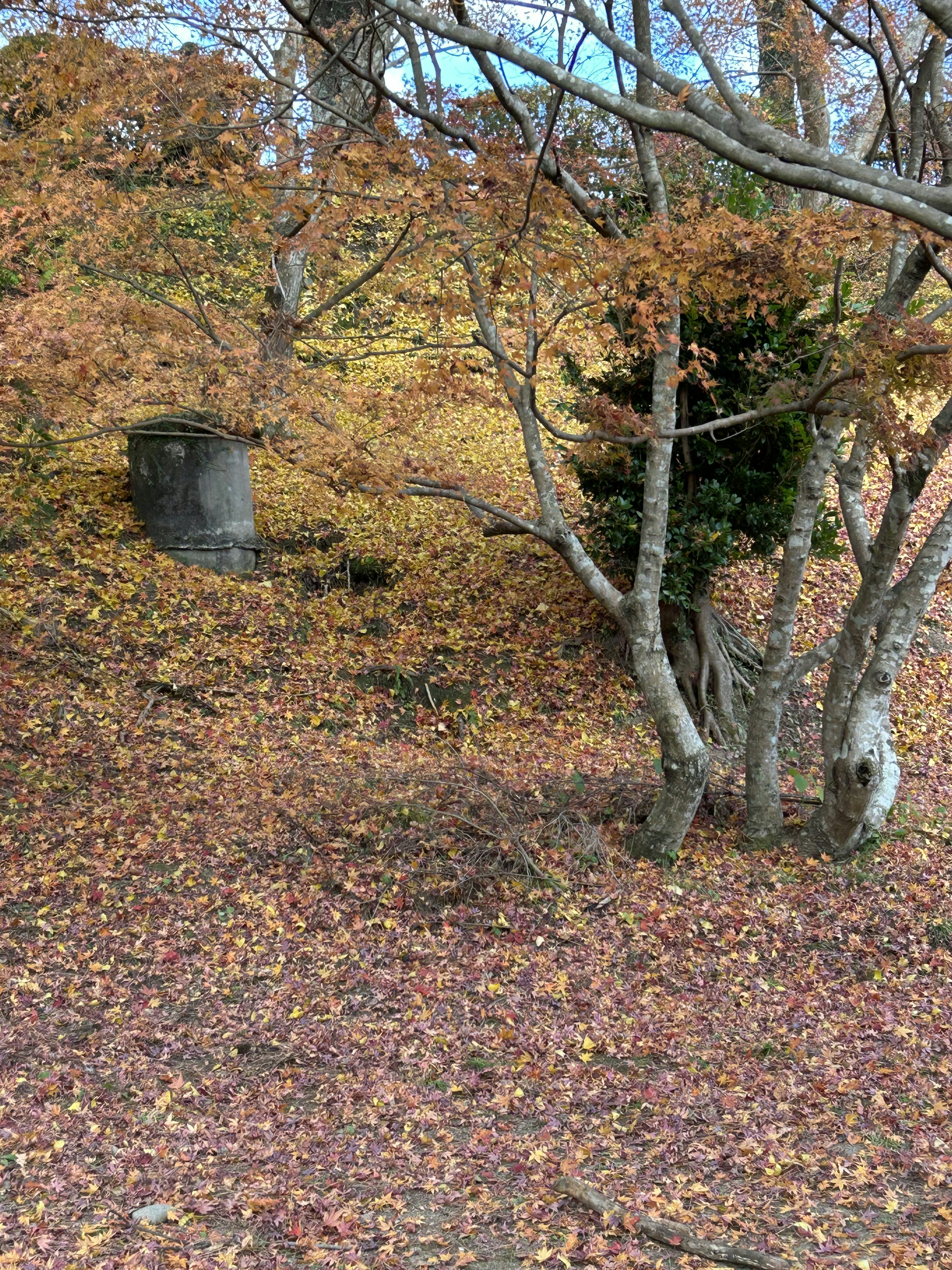 Autumn foliage scene with prominent tree trunks and fallen leaves