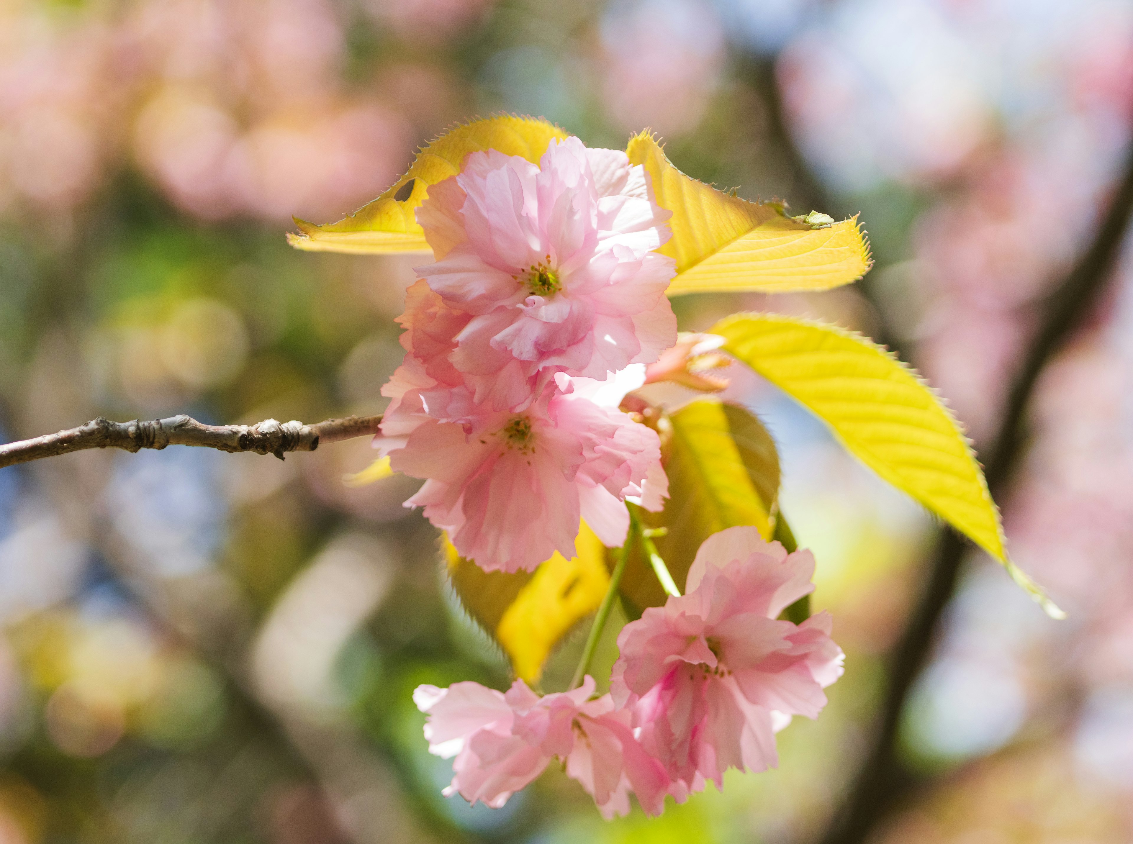 Close-up of cherry blossoms with yellow leaves on a branch