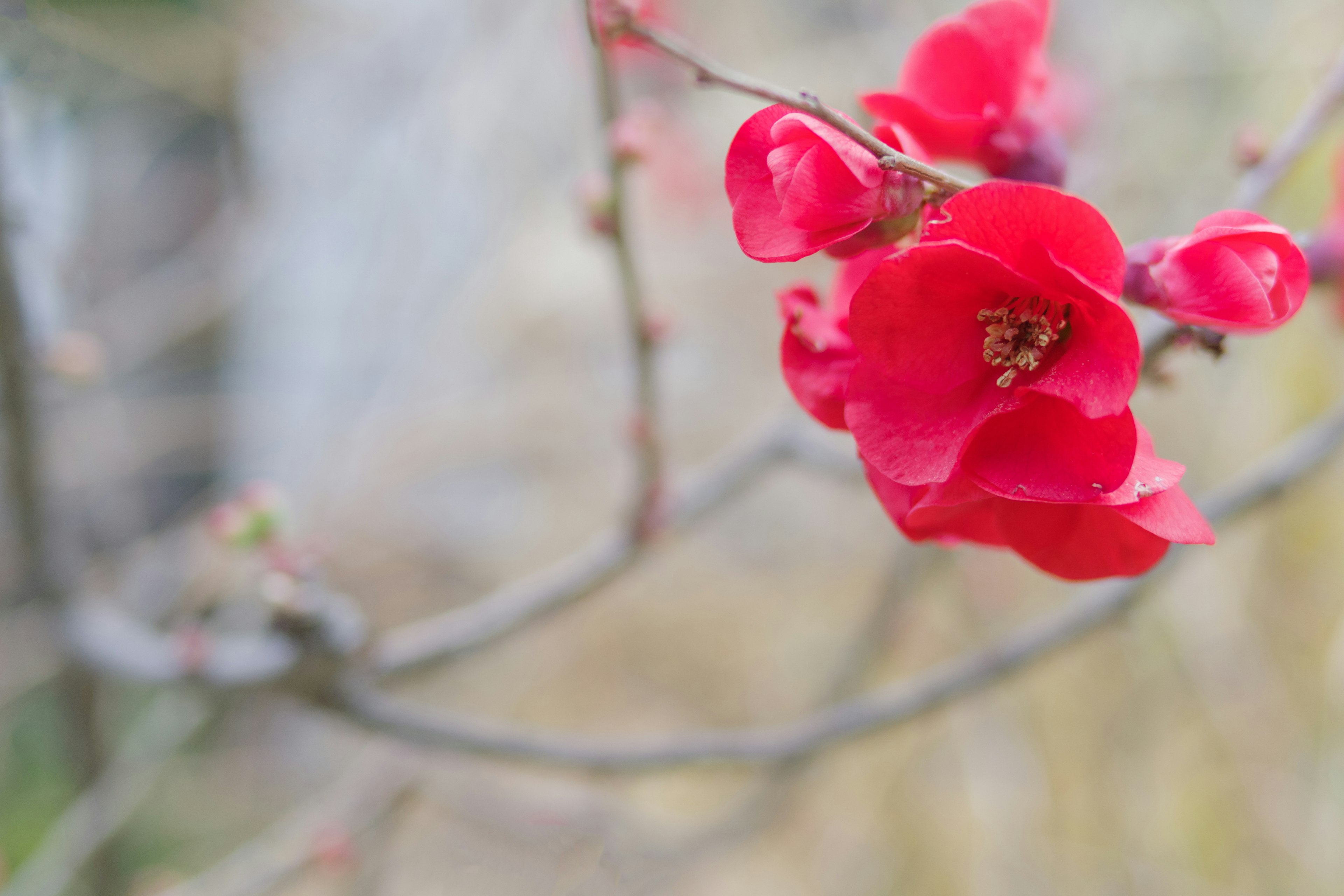 特寫紅花盛開在枝條上，背景模糊