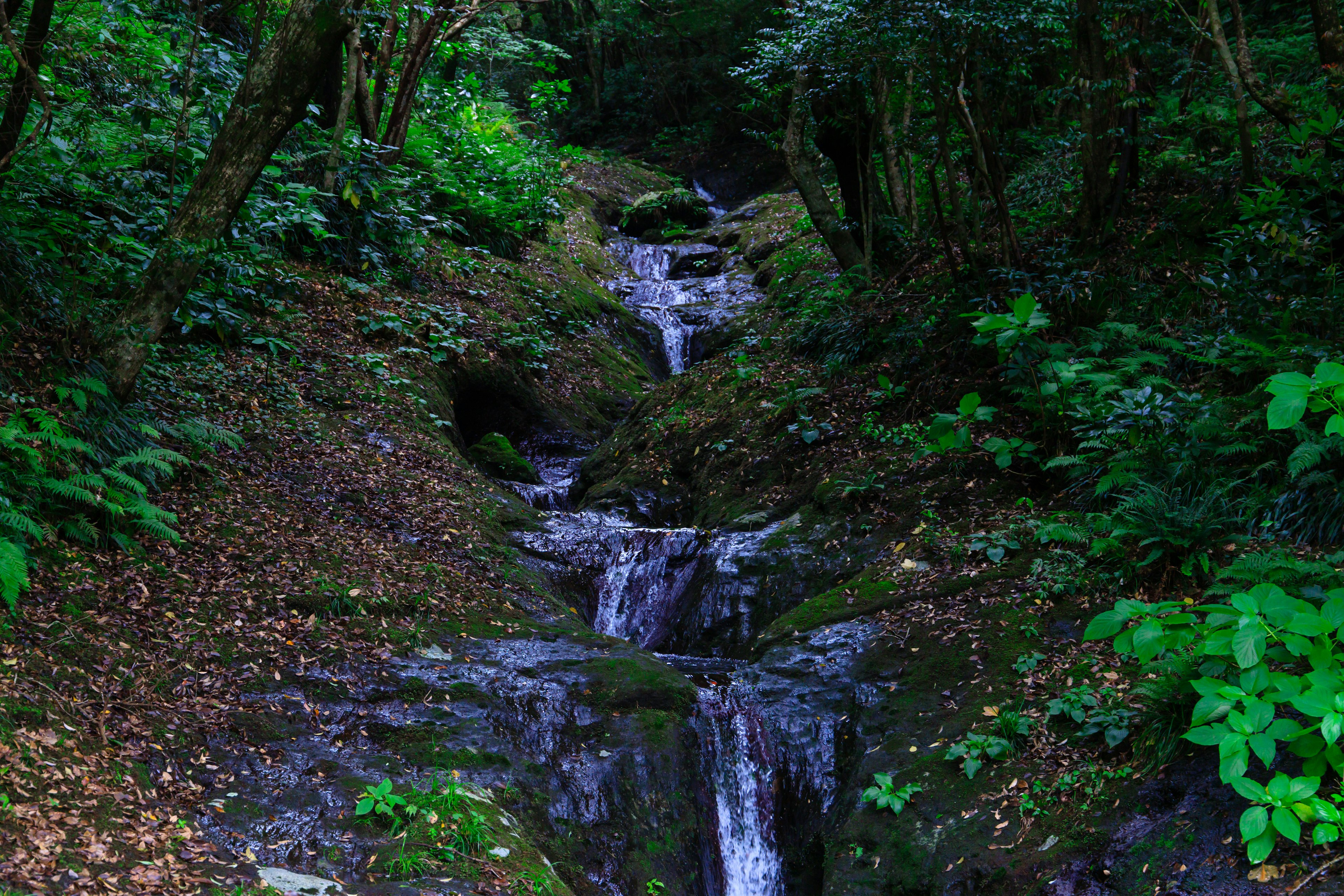 Un paesaggio sereno con una piccola cascata circondata da una vegetazione lussureggiante