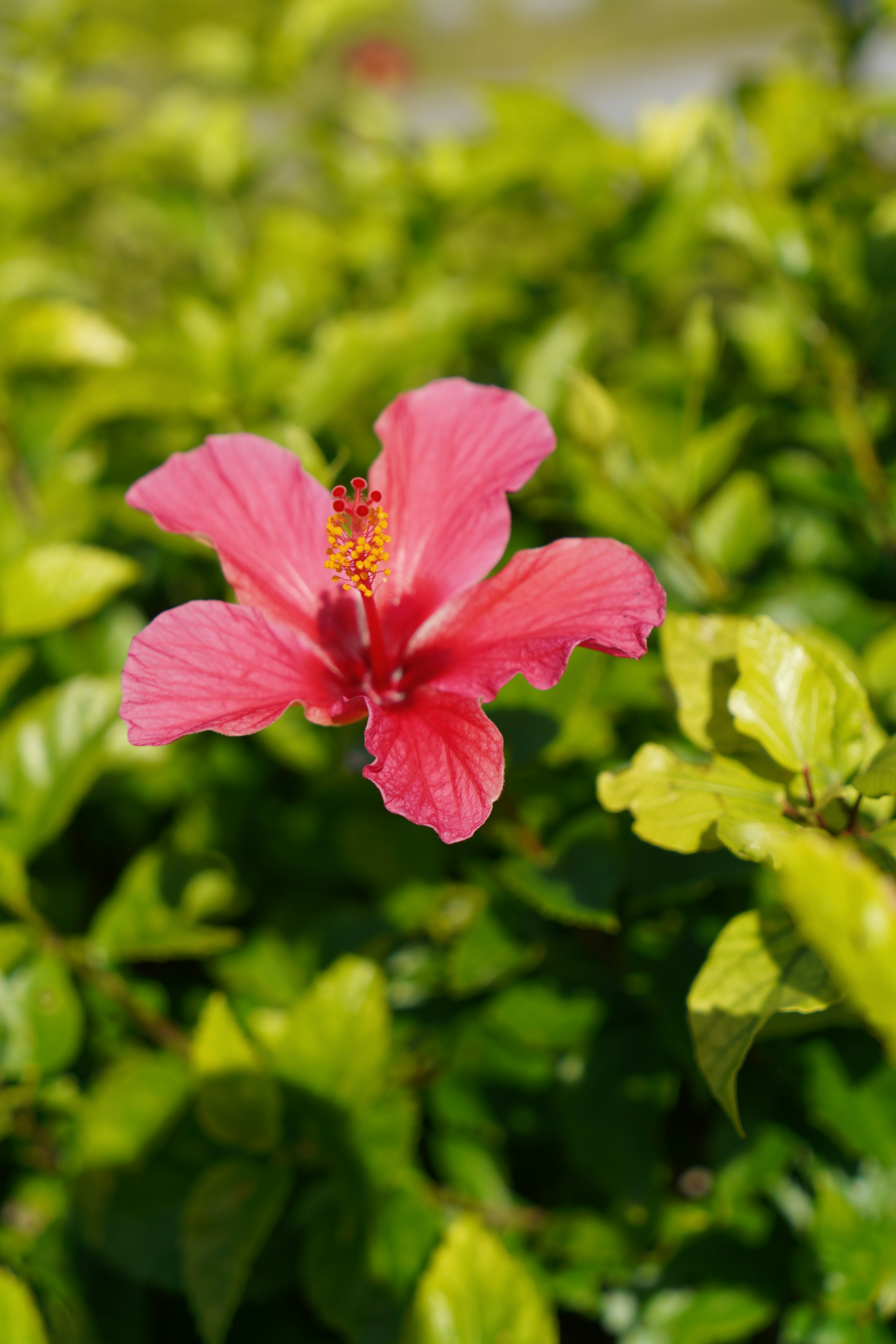 Bunga hibiscus merah muda cerah mekar di antara daun hijau subur