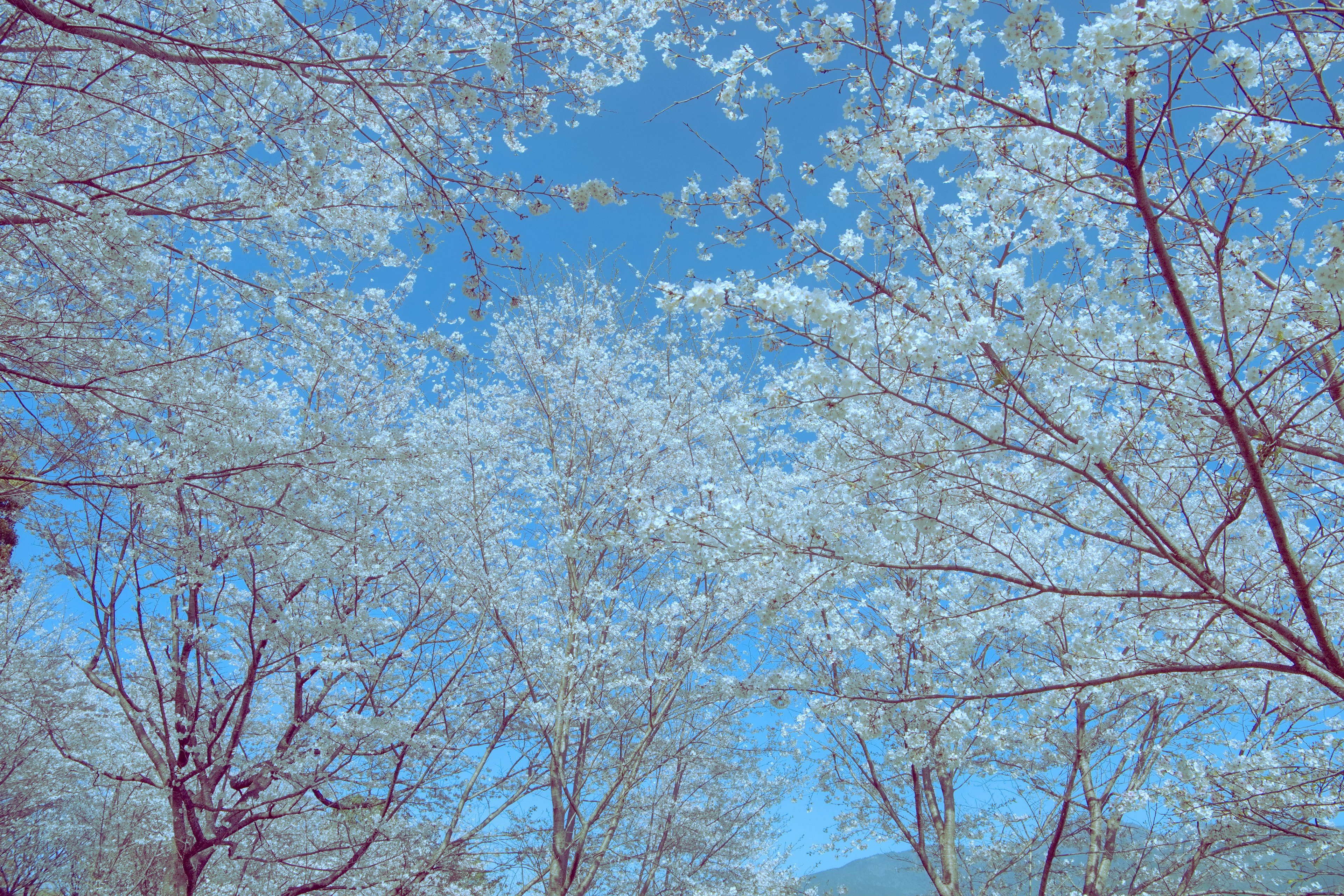 青空の下に咲く桜の花が広がる美しい風景