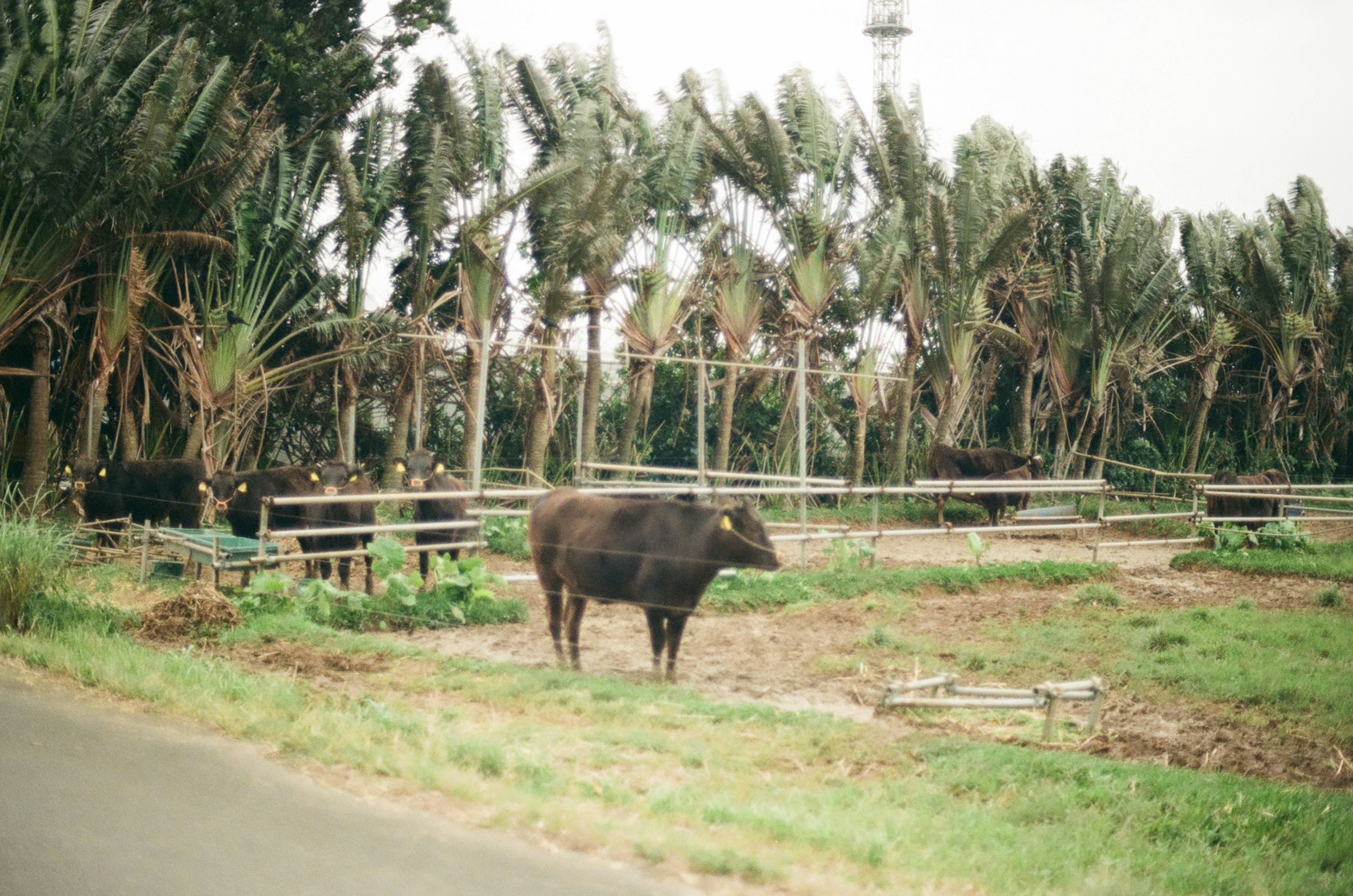 Una mucca nera in piedi in un campo con palme sullo sfondo