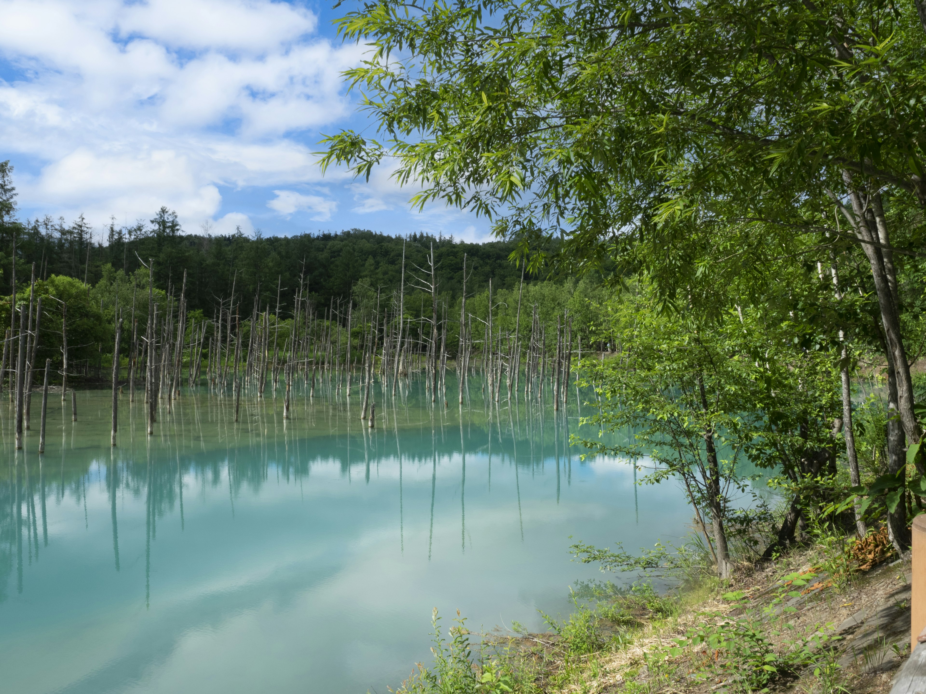 Ruhiger See mit türkisfarbenem Wasser und untergetauchten Bäumen