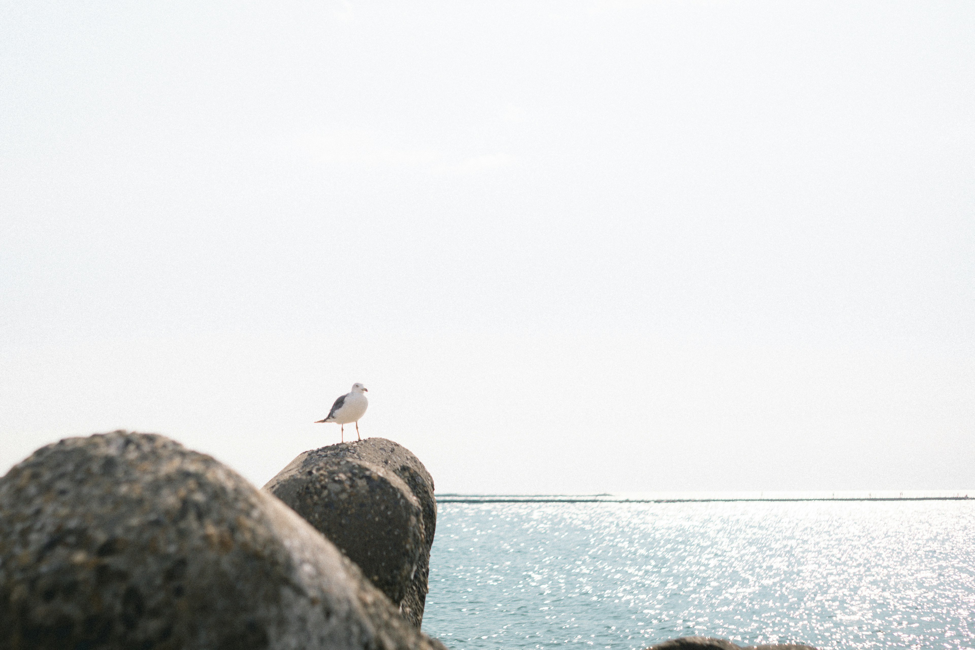 一隻鳥栖息在平靜海邊的岩石上