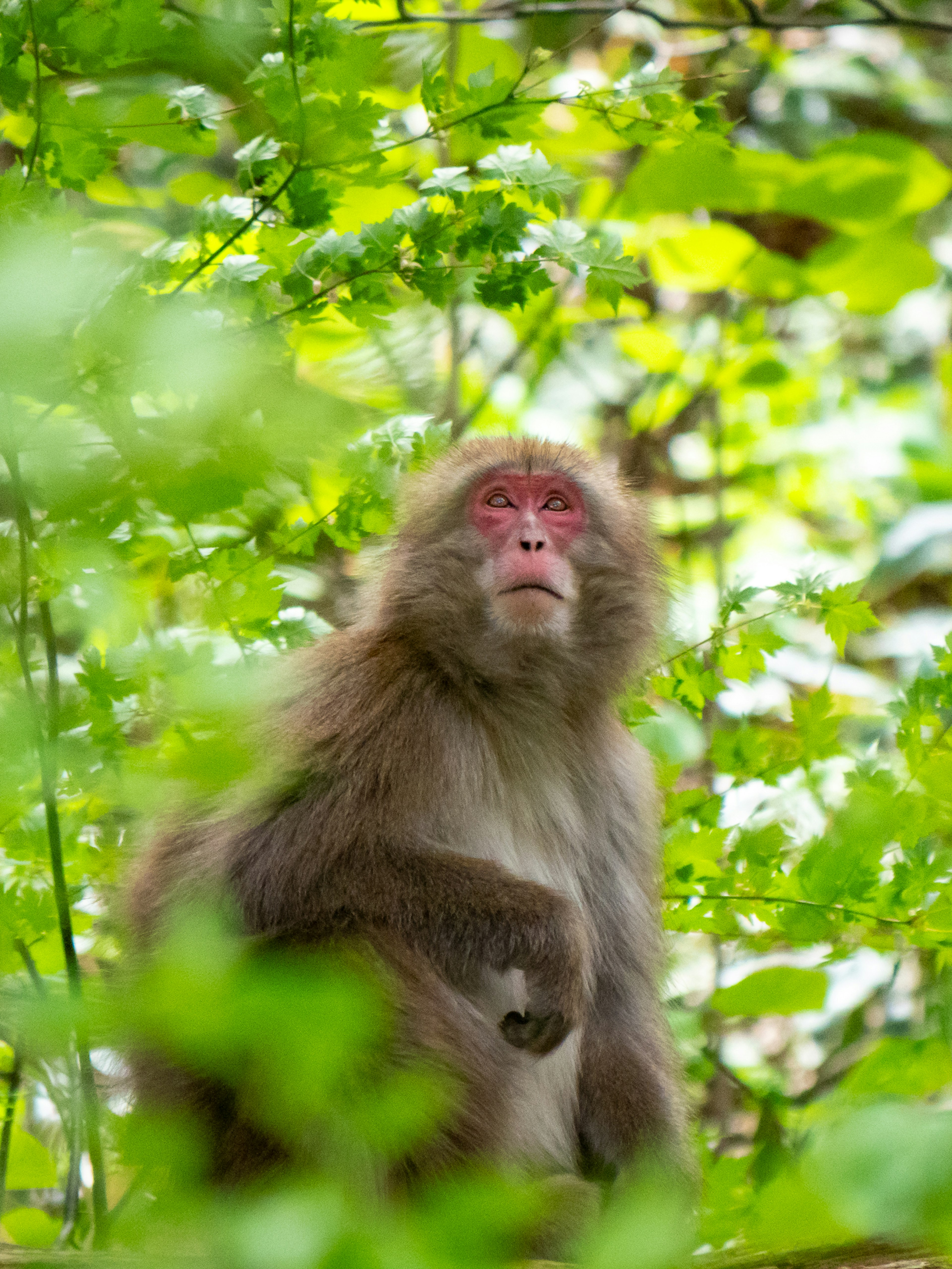 Close-up of a monkey surrounded by green leaves in a natural setting