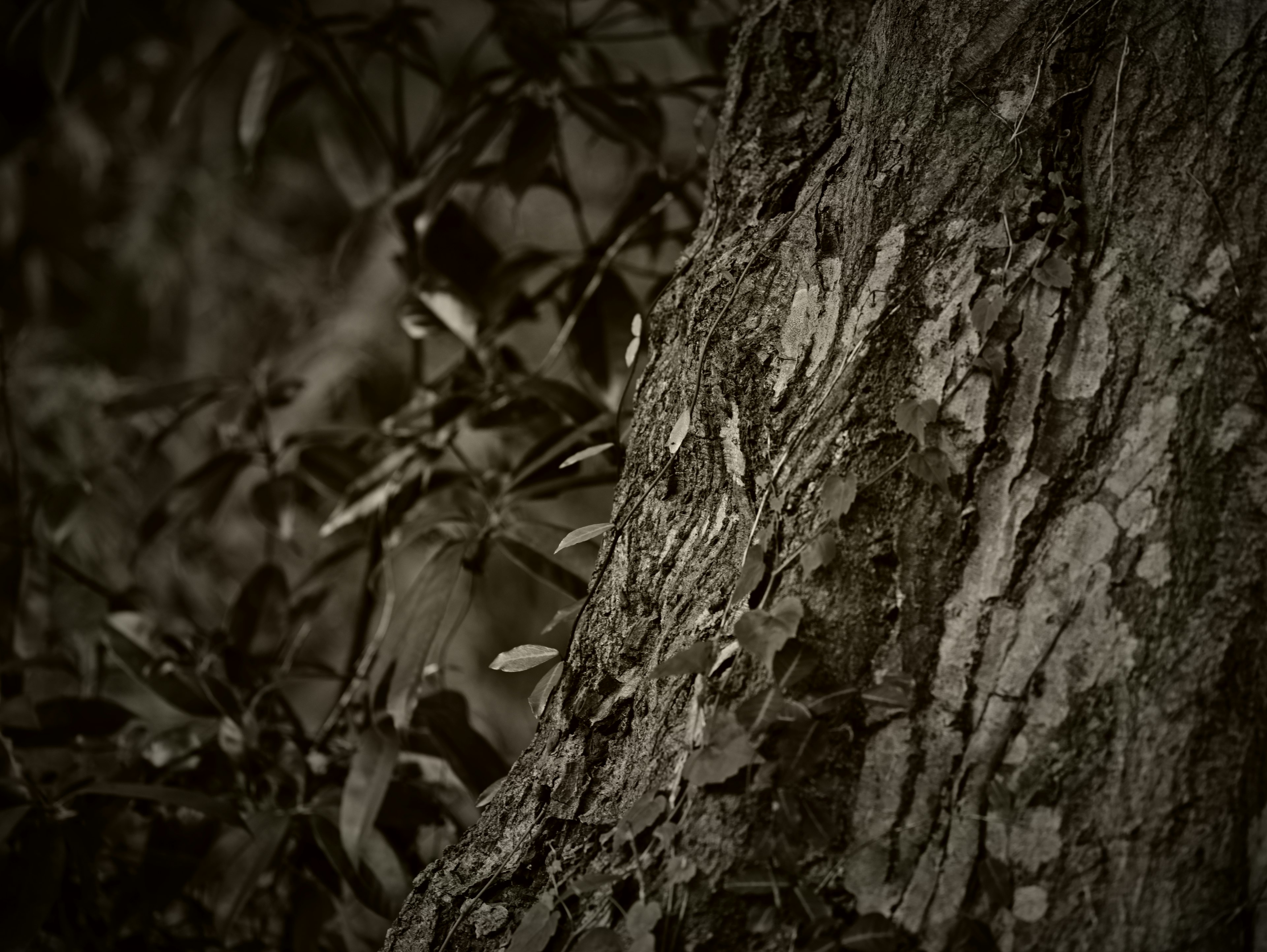 Close-up of a tree trunk with leaves in a monochrome tone