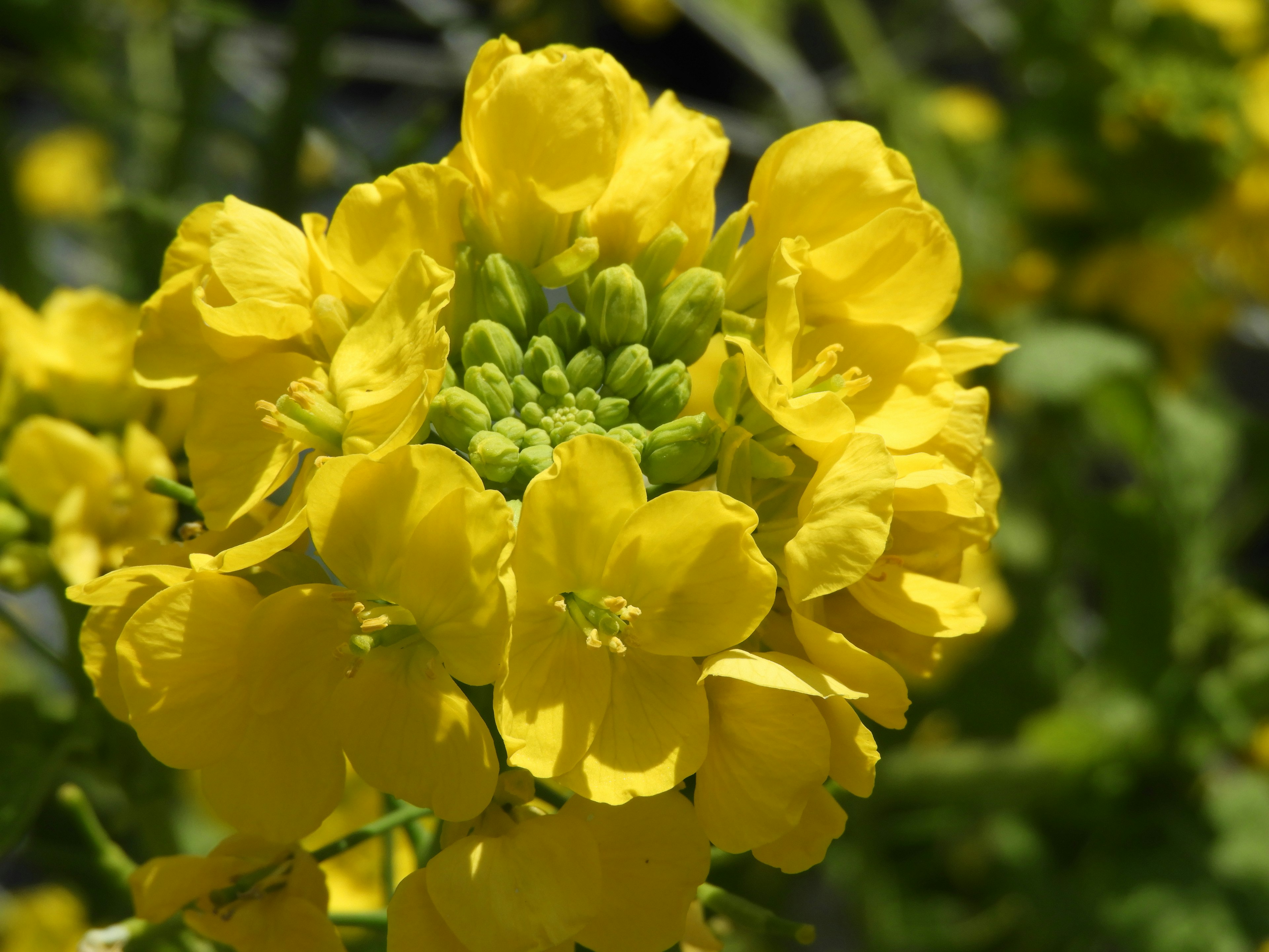 Close-up tanaman berbunga kuning cerah