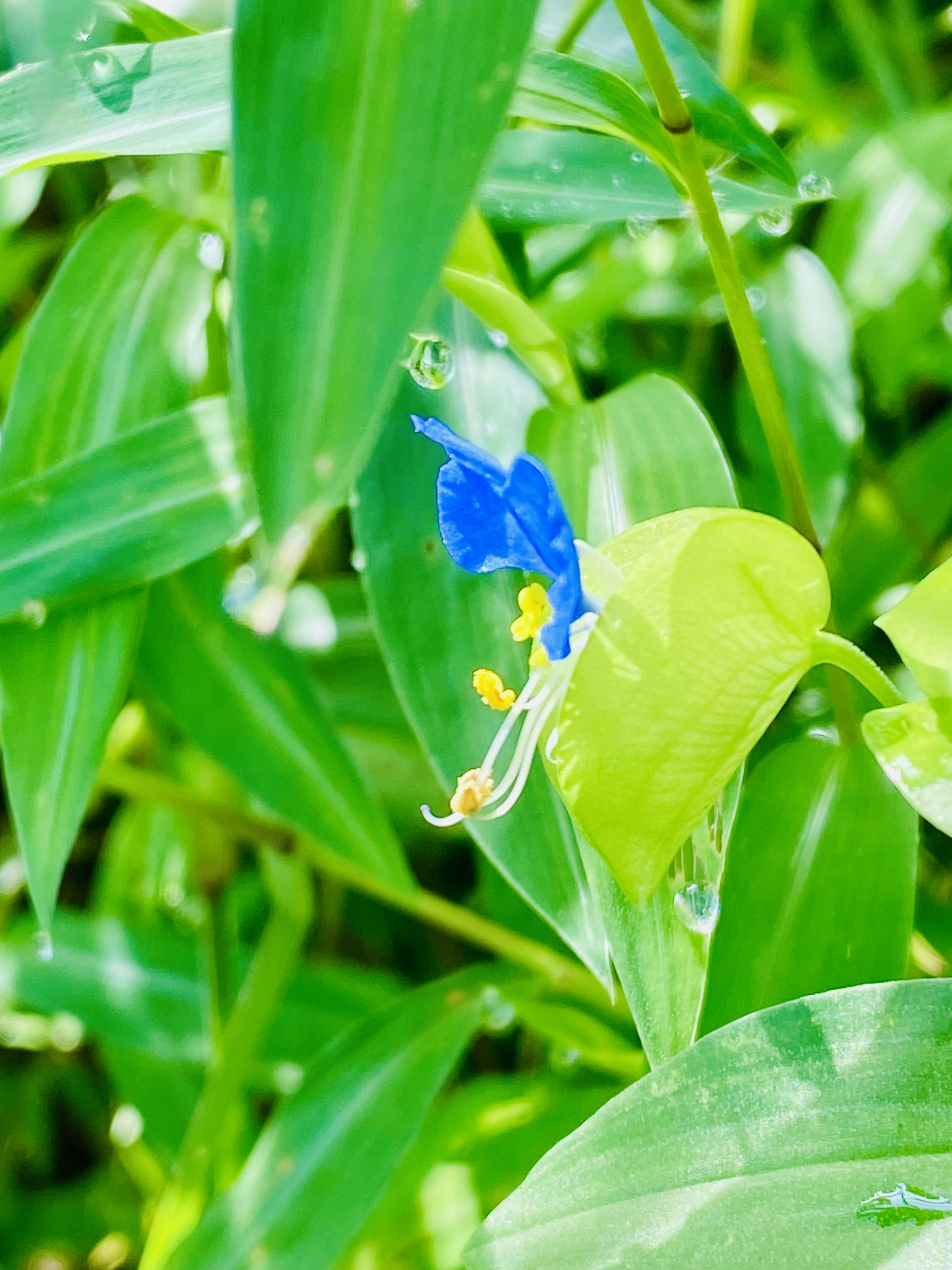 Eine blaue Blume blüht zwischen grünen Blättern