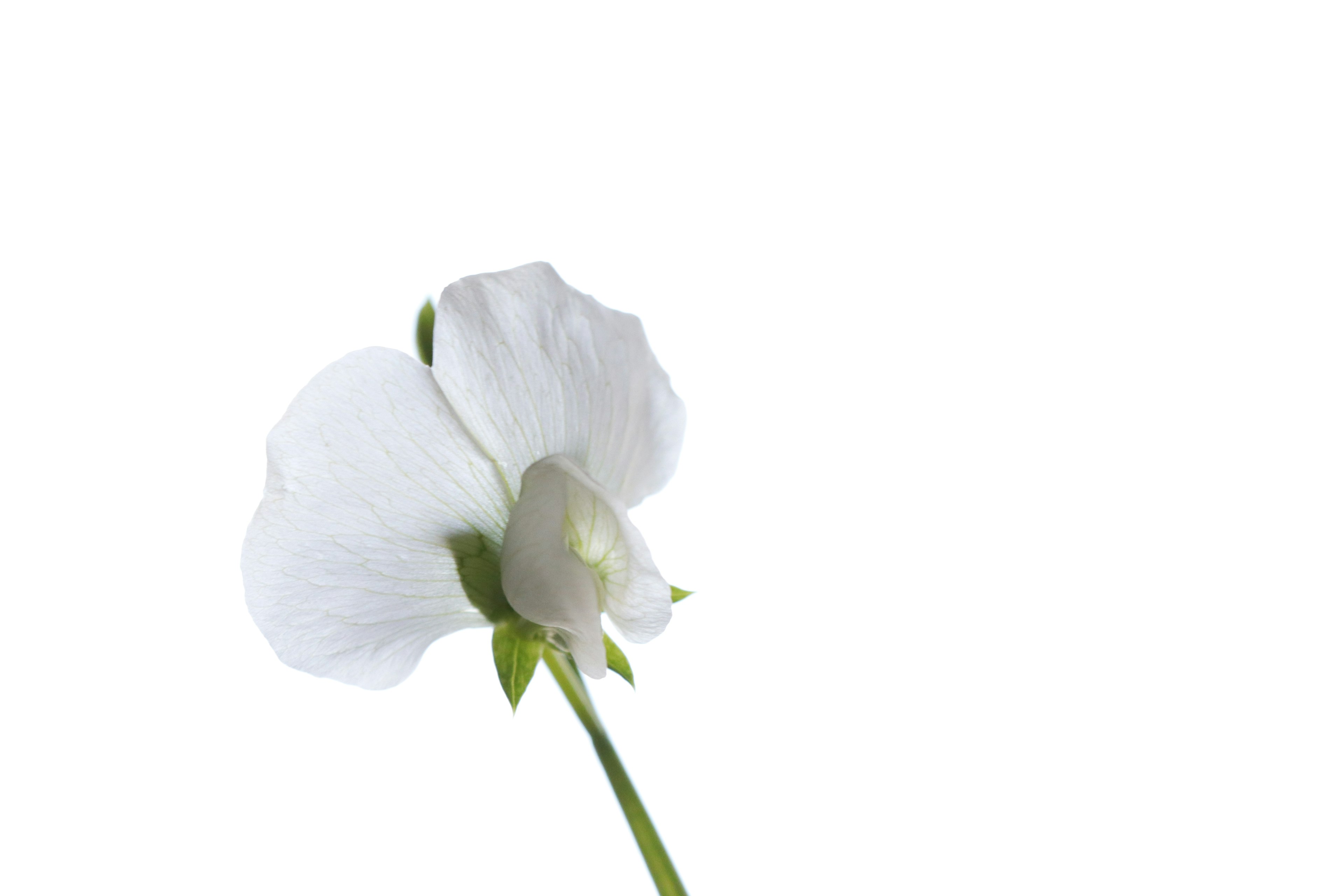 A delicate white sweet pea flower against a white background