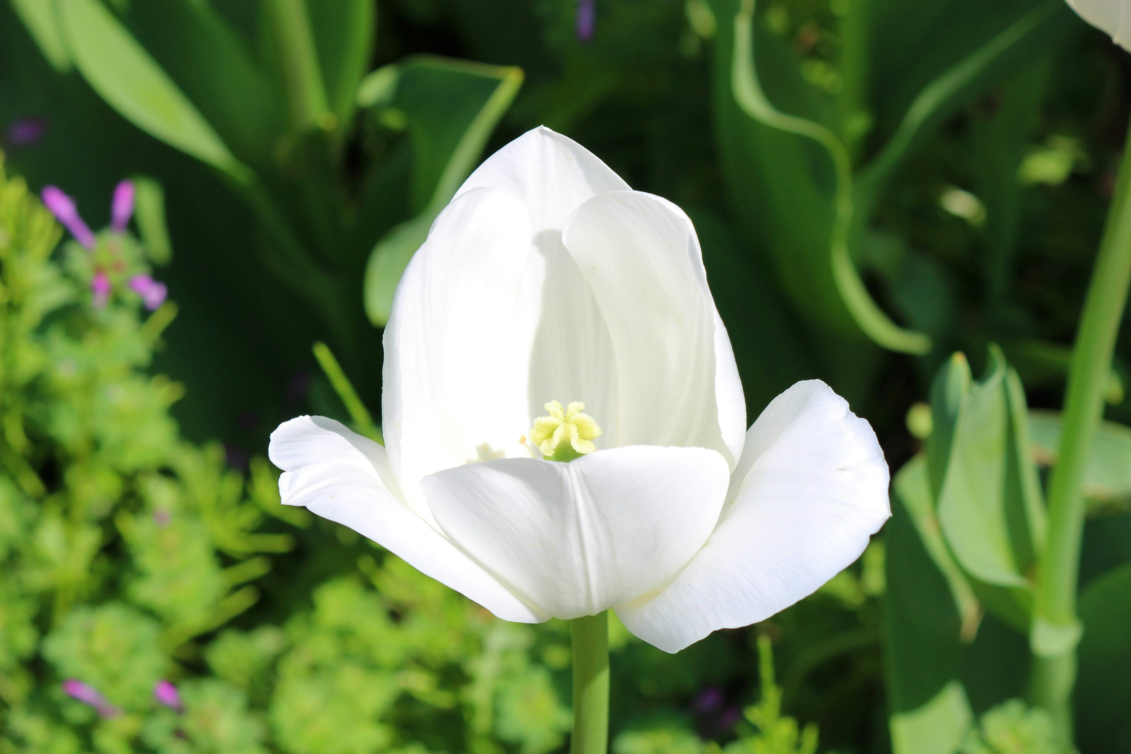 Acercamiento de un tulipán blanco en flor rodeado de hojas verdes