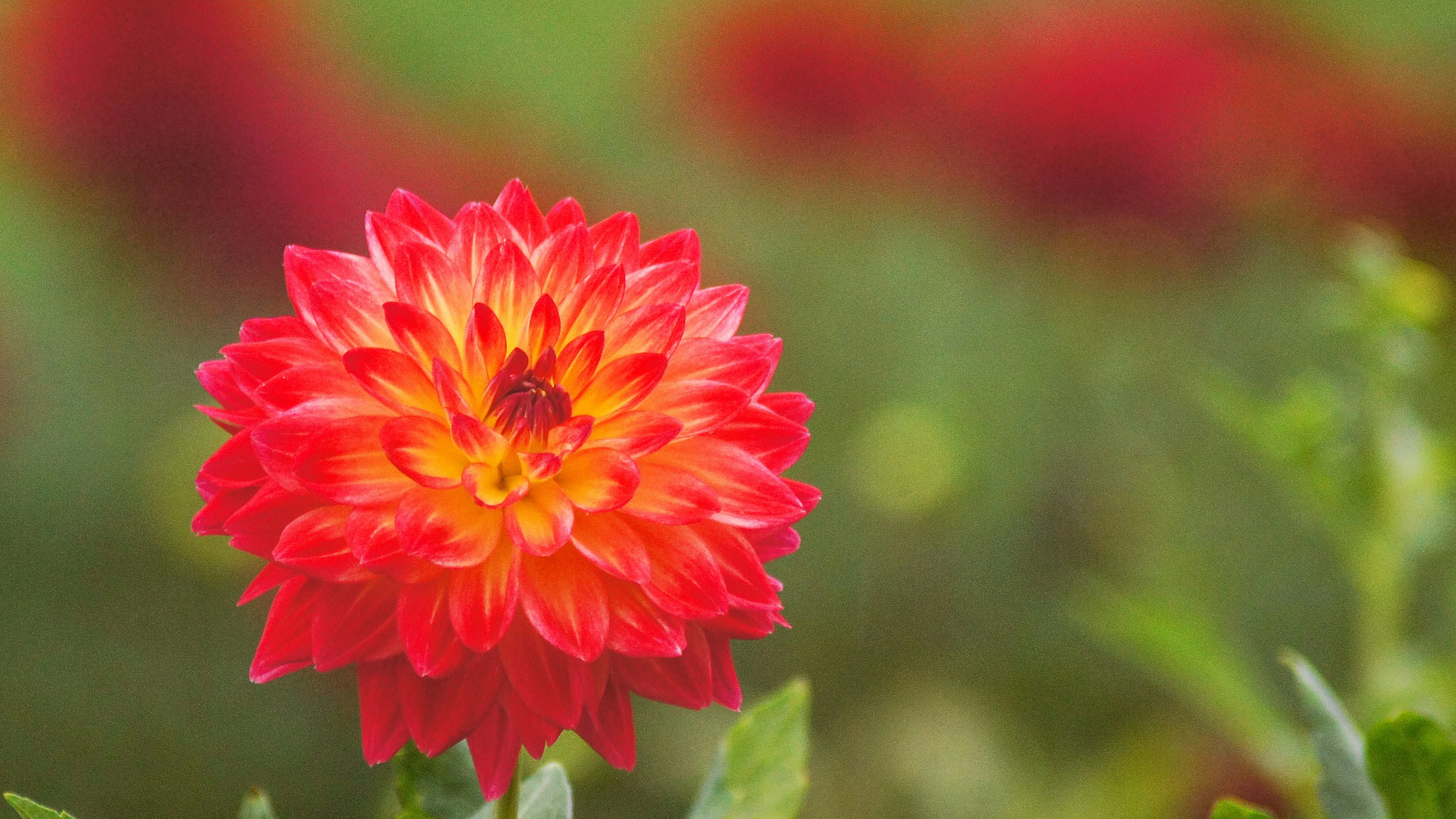 Fiore di dalia rossa vibrante in fiore con foglie verdi sfocate sullo sfondo