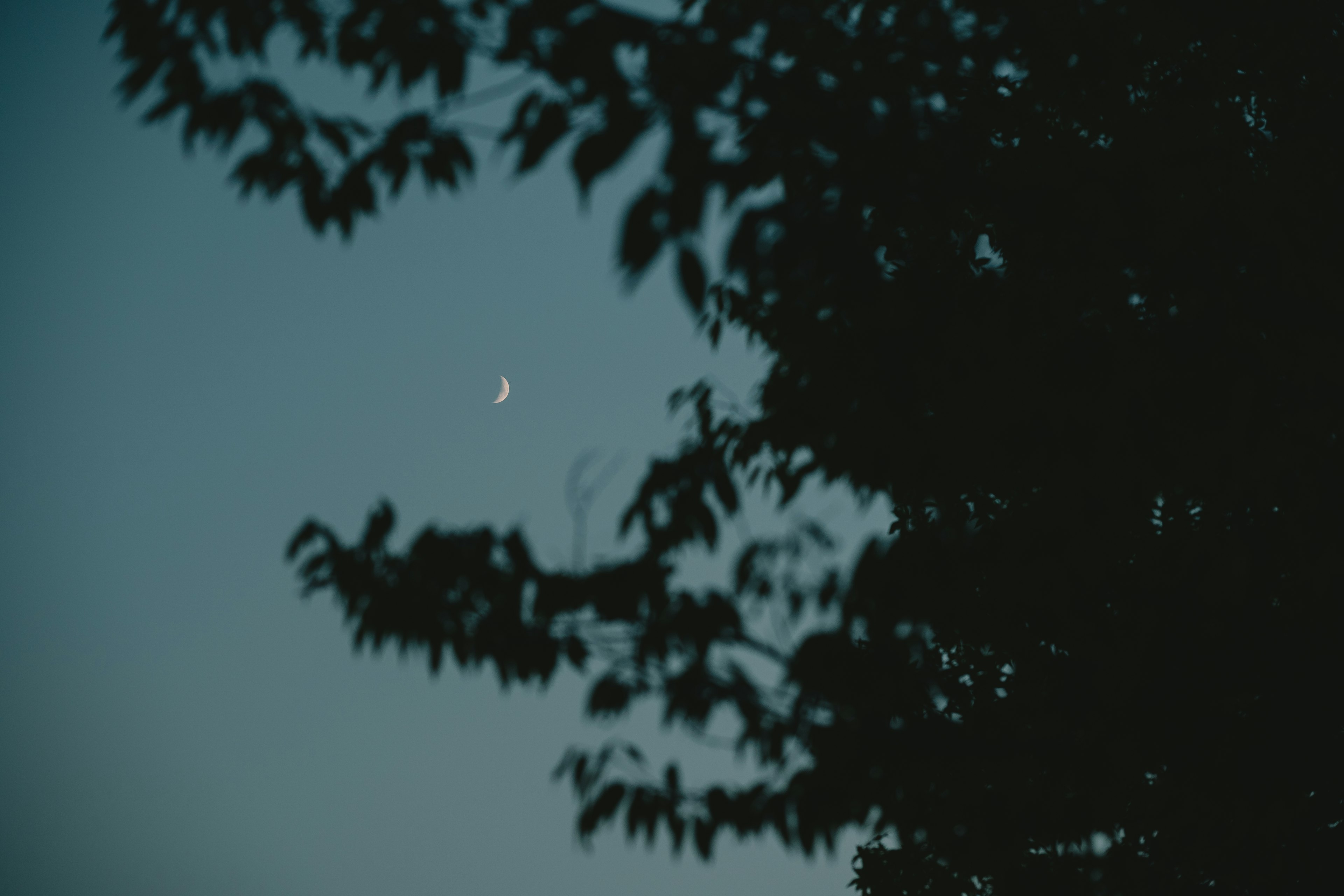 Crescent moon in dark sky with silhouetted leaves