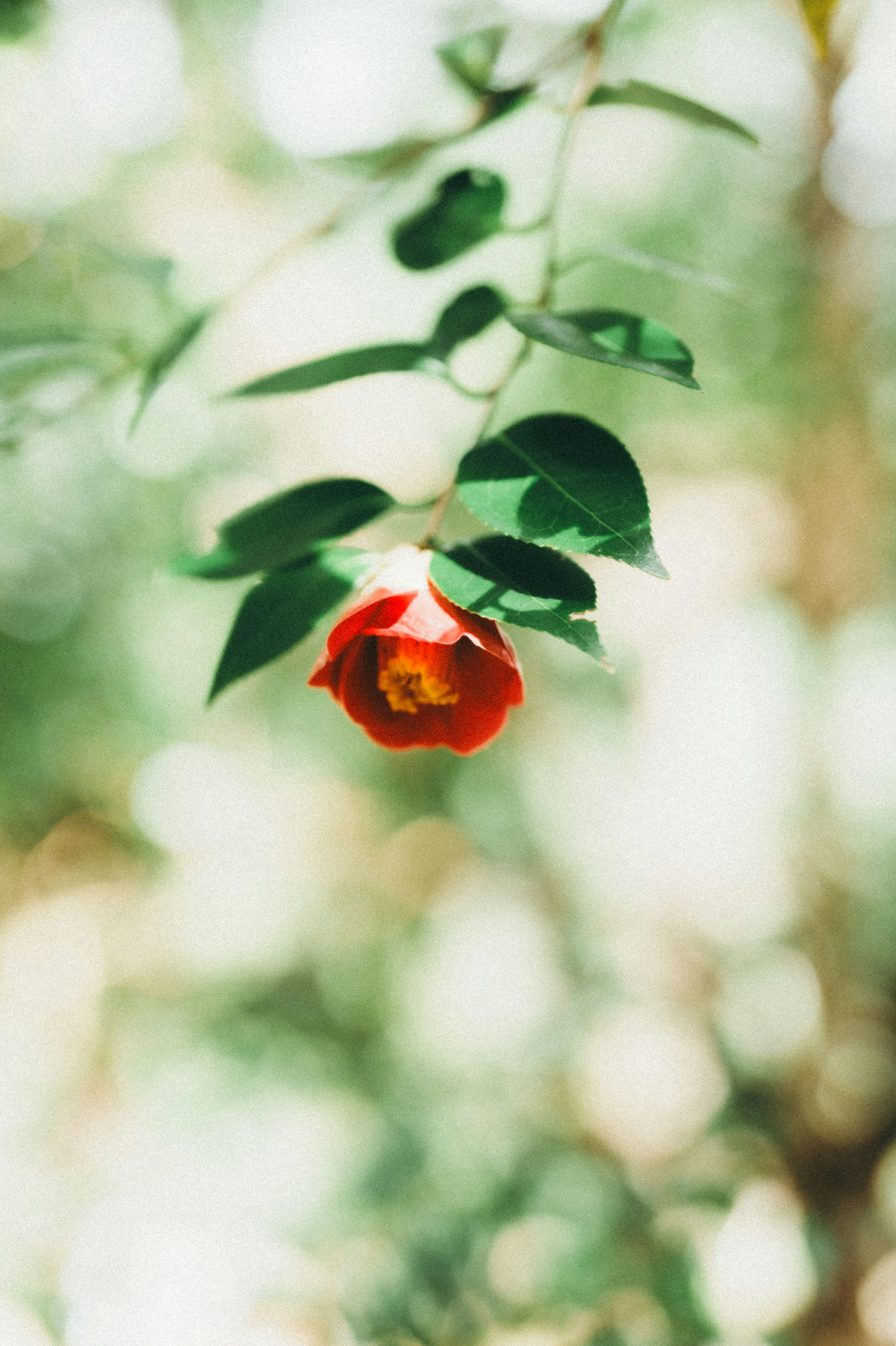 Image of a red flower hanging with green leaves in a blurred background