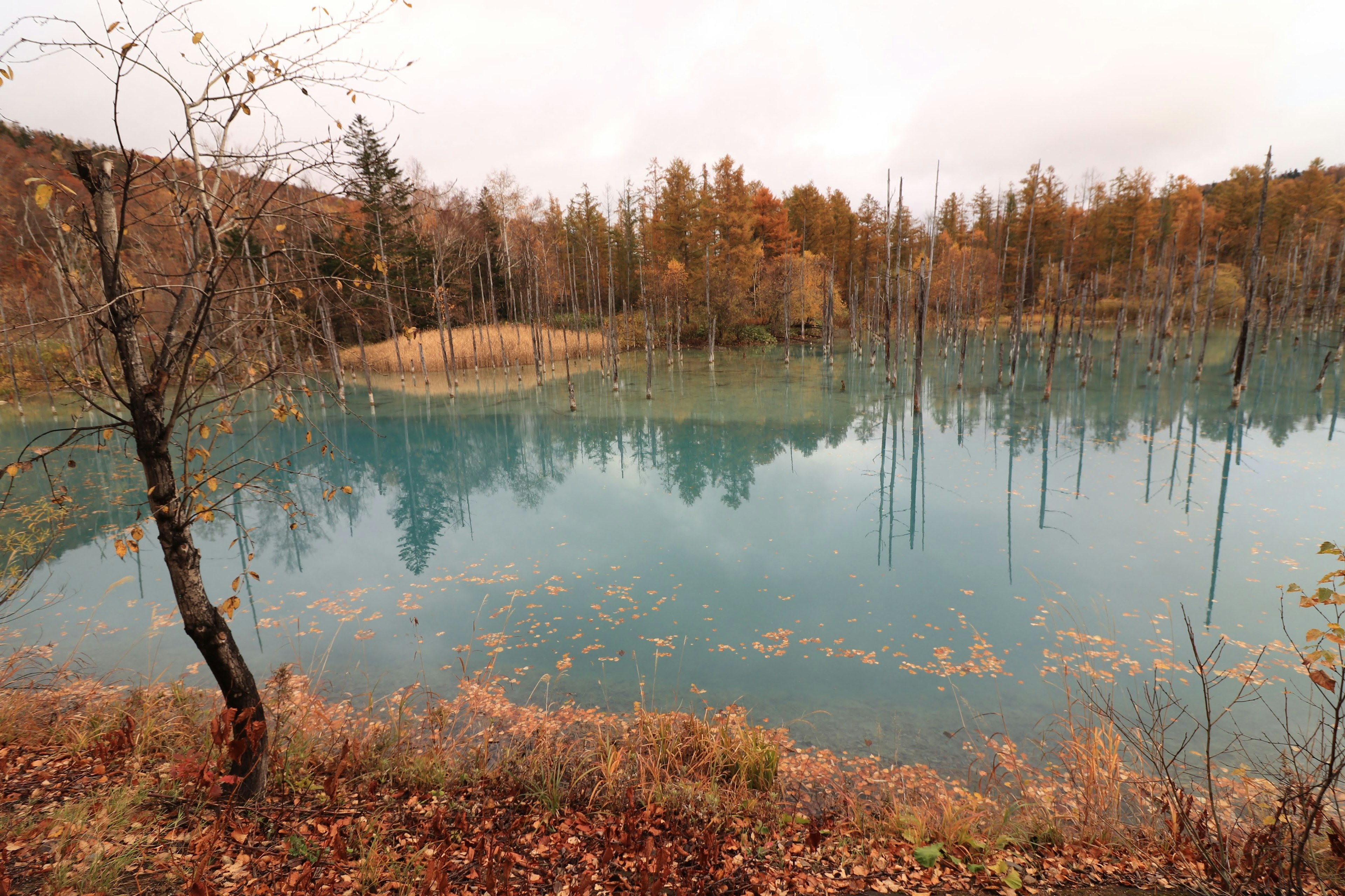 Vista escénica de un lago rodeado de follaje otoñal y árboles