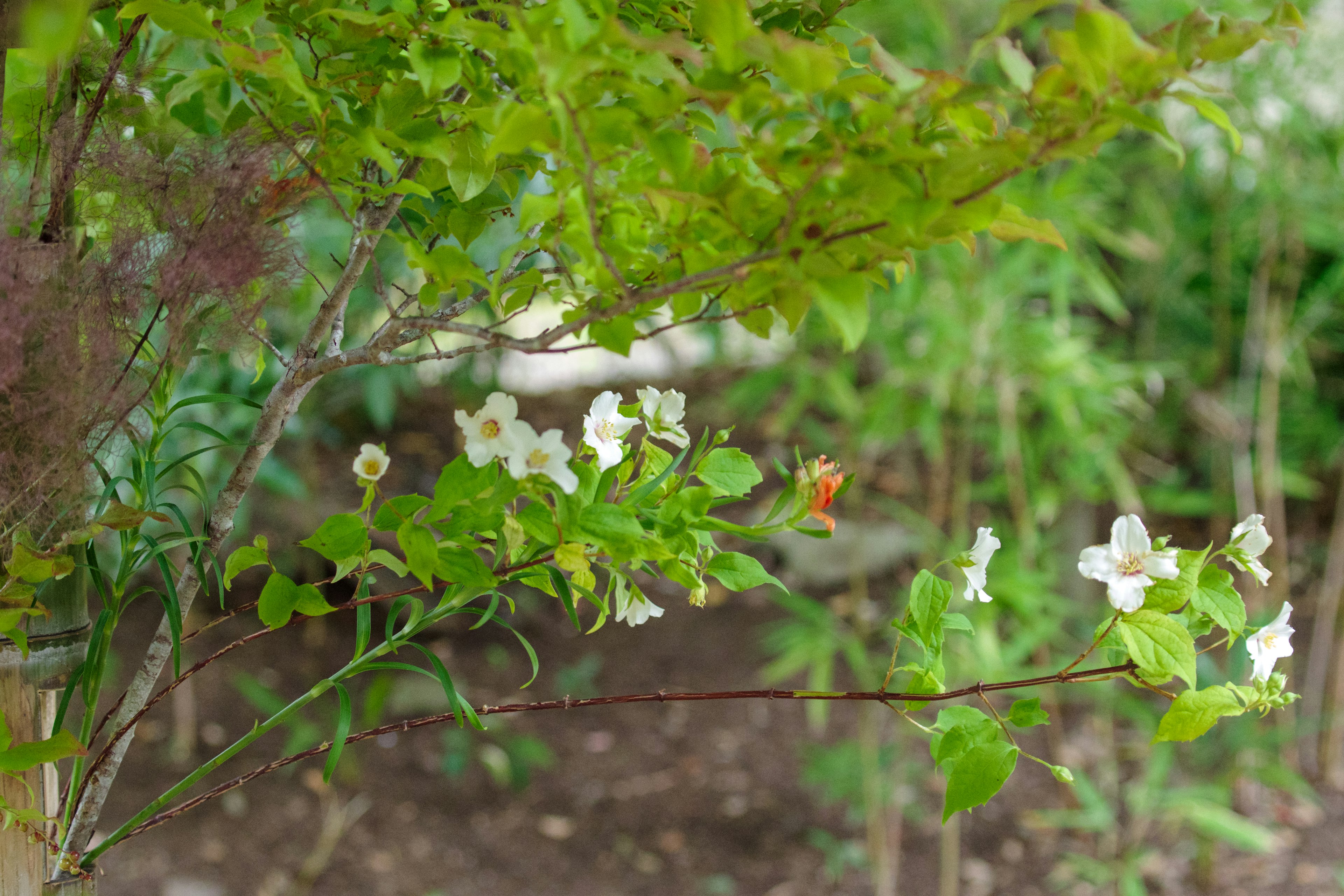 緑の葉と白い花が咲いている植物のクローズアップ