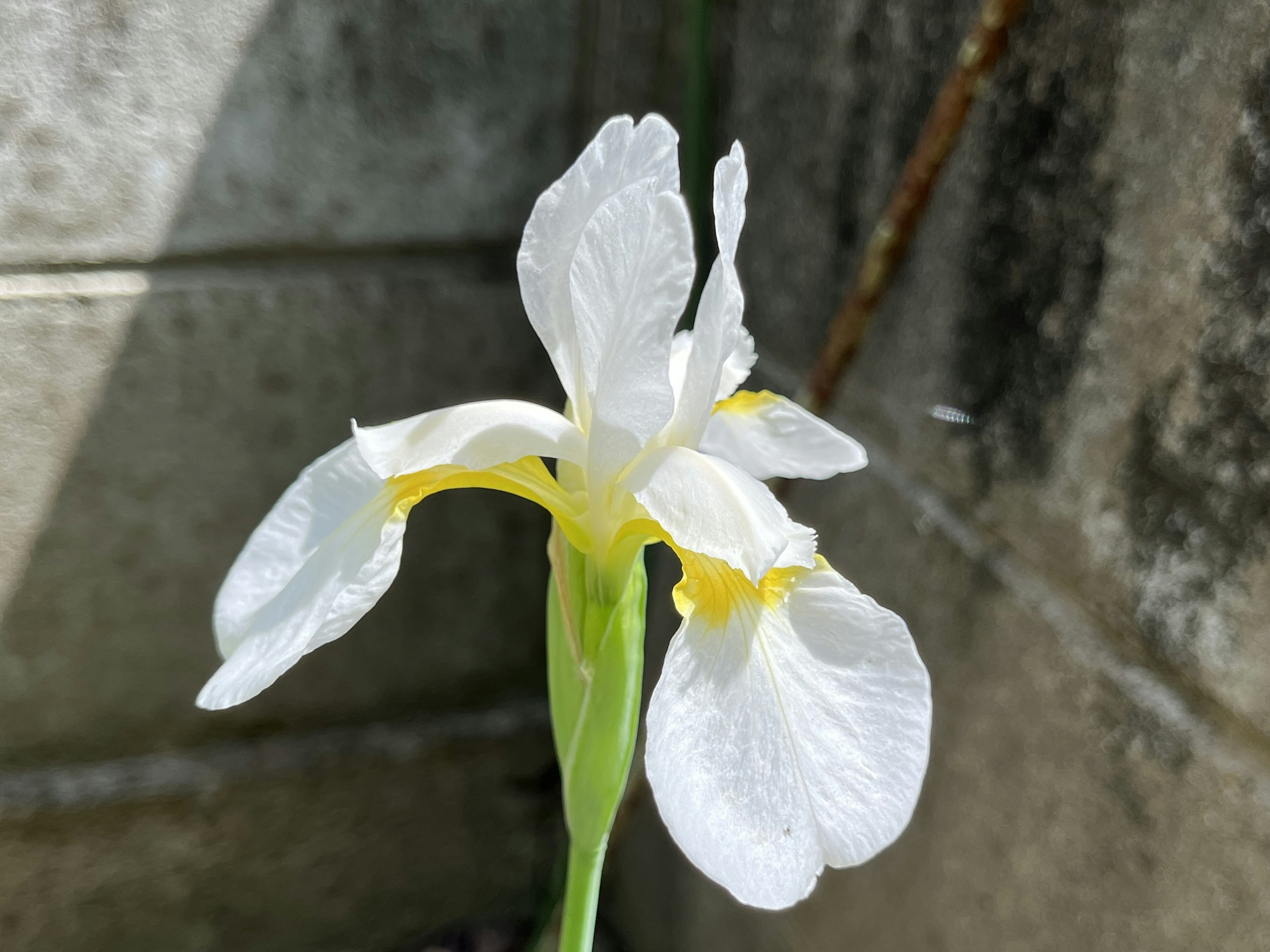 白い花と黄色のアクセントを持つアイリスの花