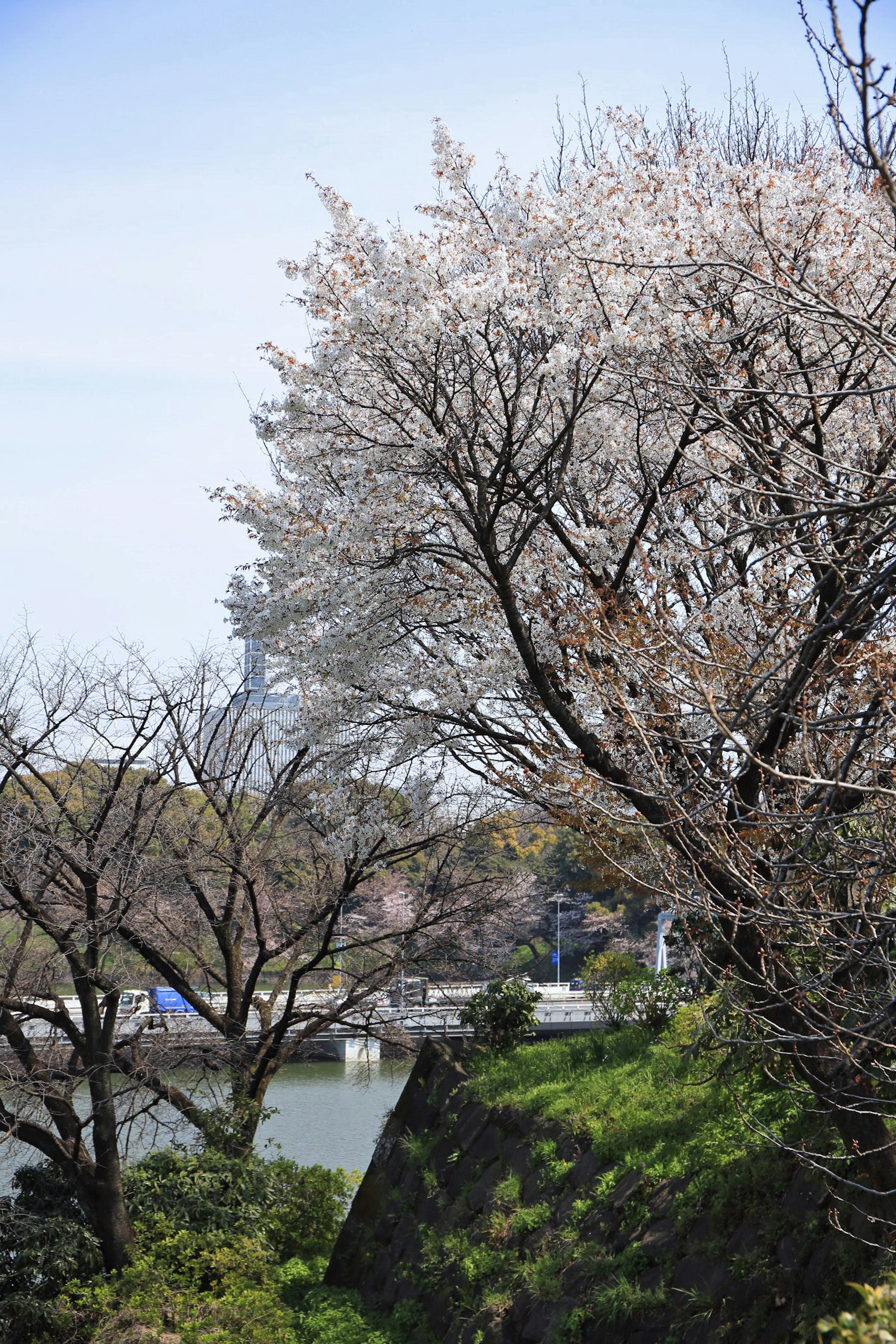 Cherry blossom tree with blooming flowers and clear blue sky