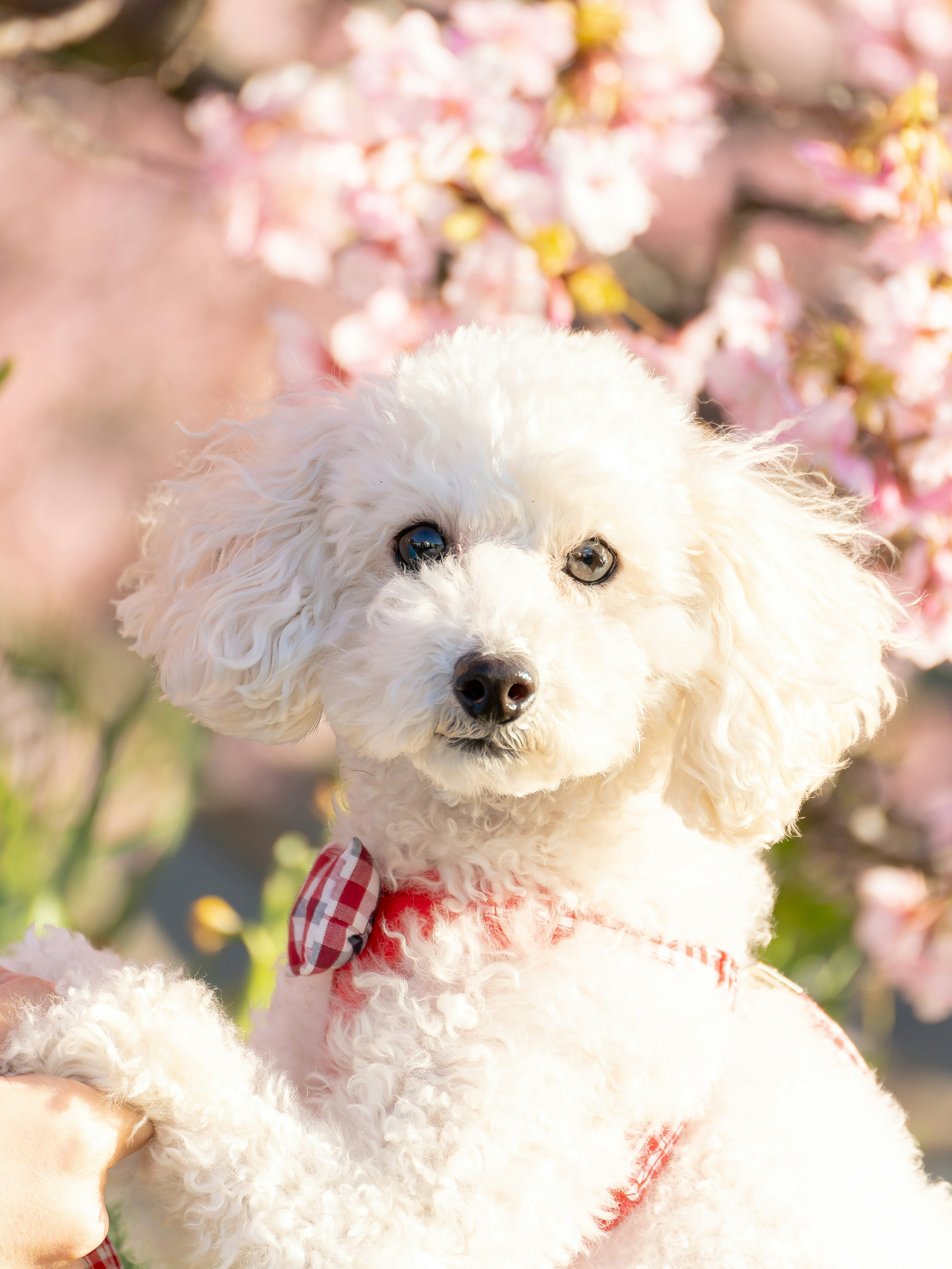 White dog in front of cherry blossoms