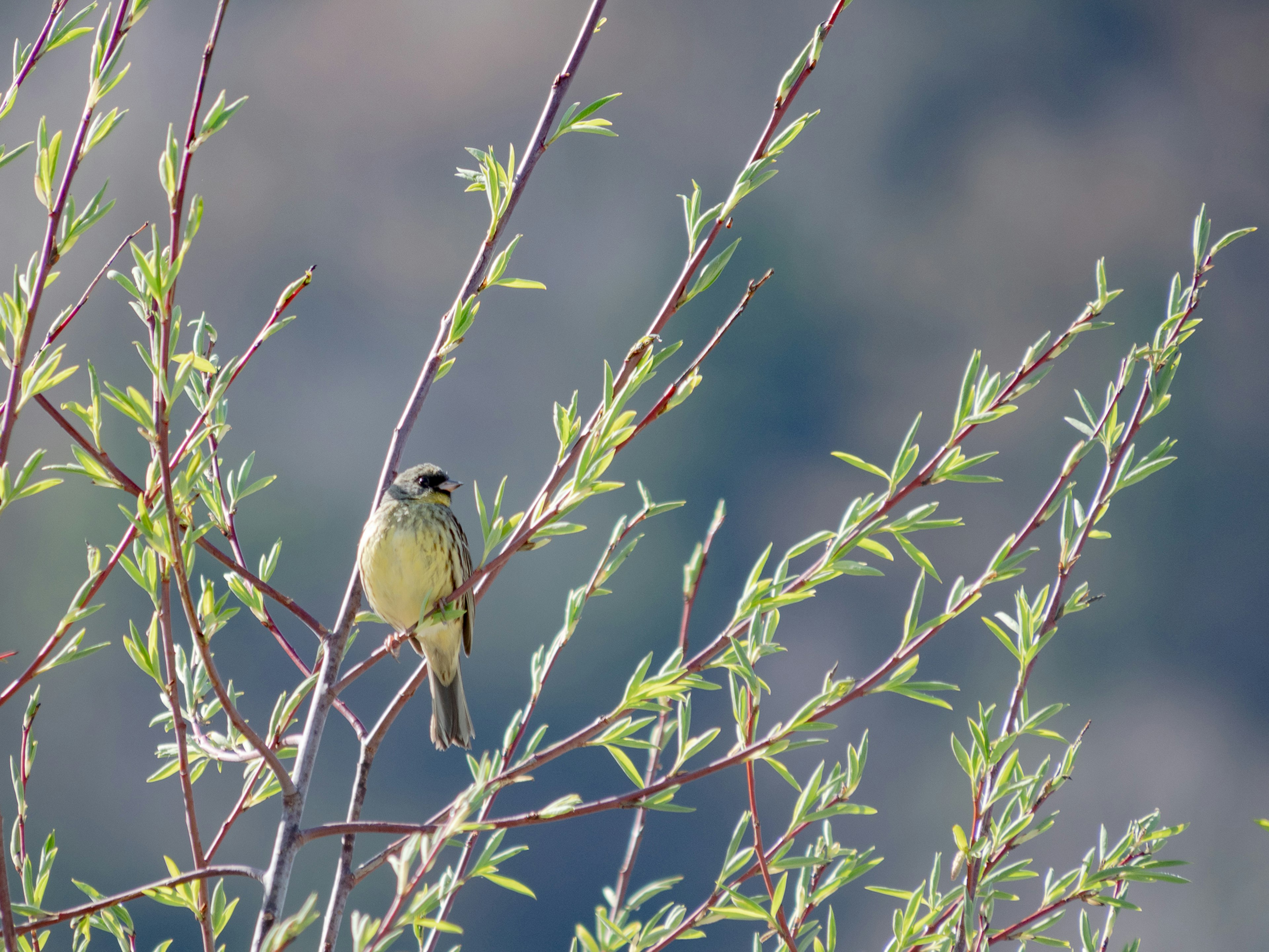 Un pequeño pájaro posado en una rama verde con un fondo difuminado