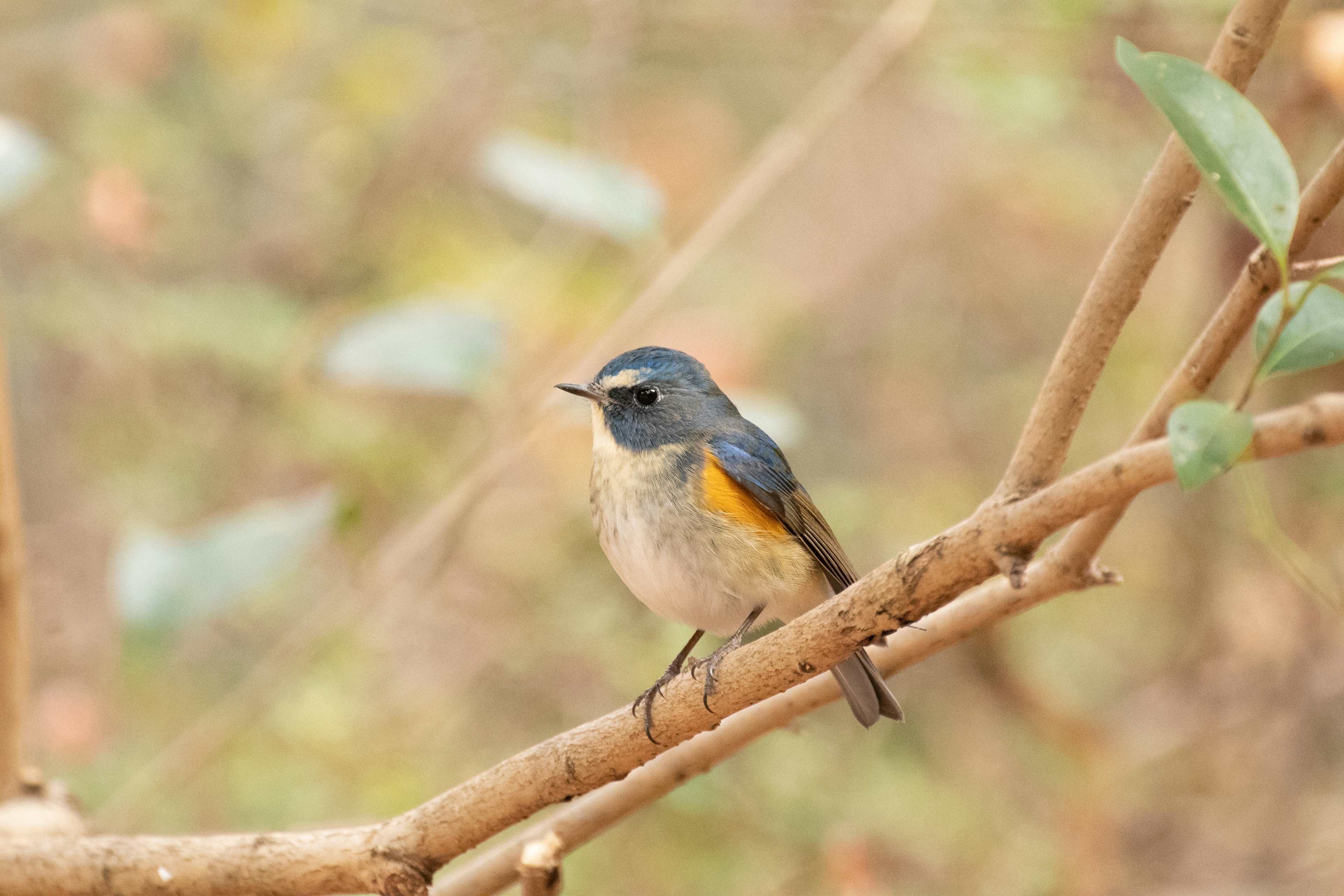 Un piccolo uccello con testa blu e pancia arancione posato su un ramo