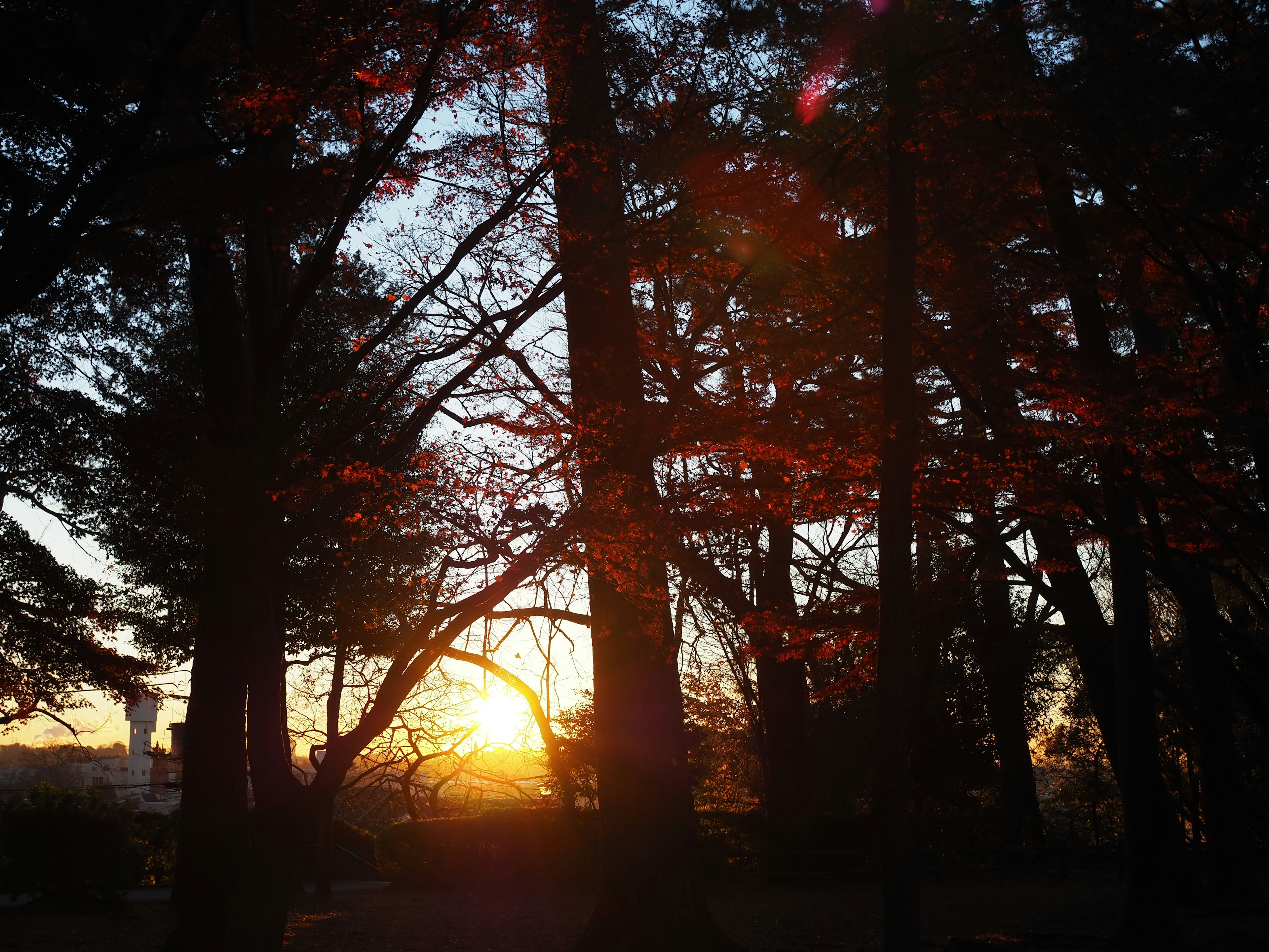 Vue du coucher de soleil à travers les arbres avec des couleurs vives