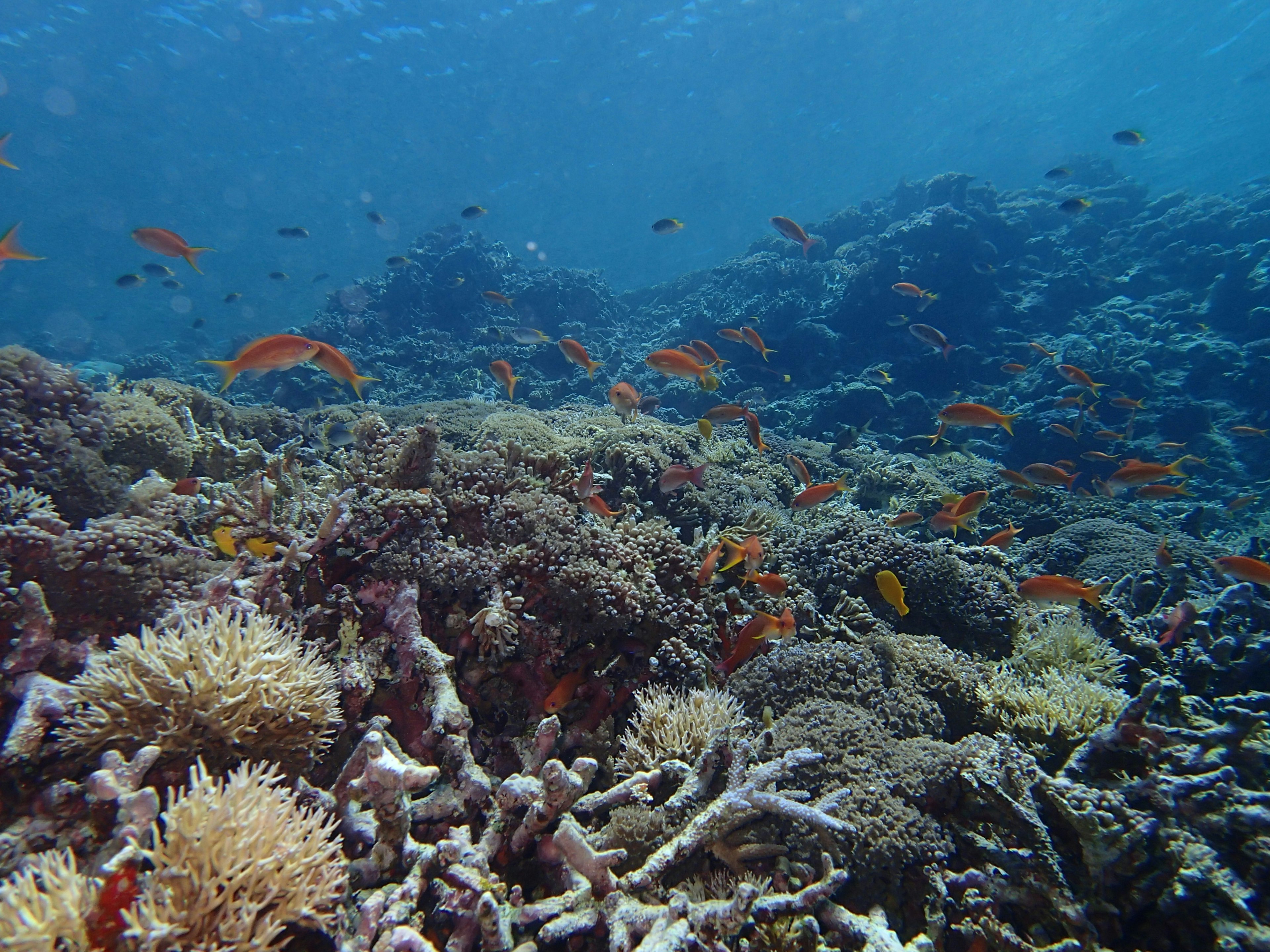 色とりどりの魚が泳ぐサンゴ礁の海中風景