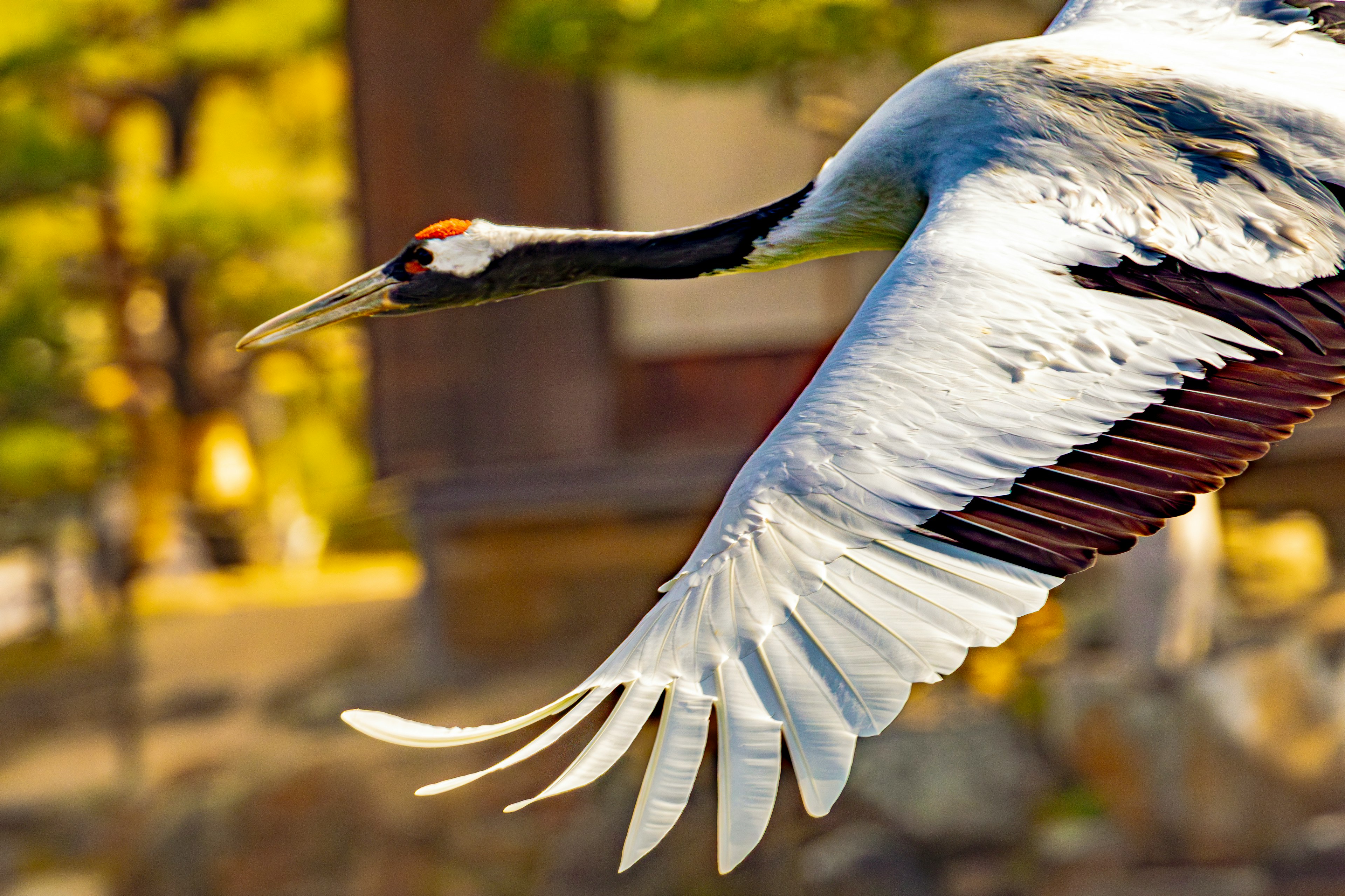 A vibrant flying red-crowned crane with blurred background