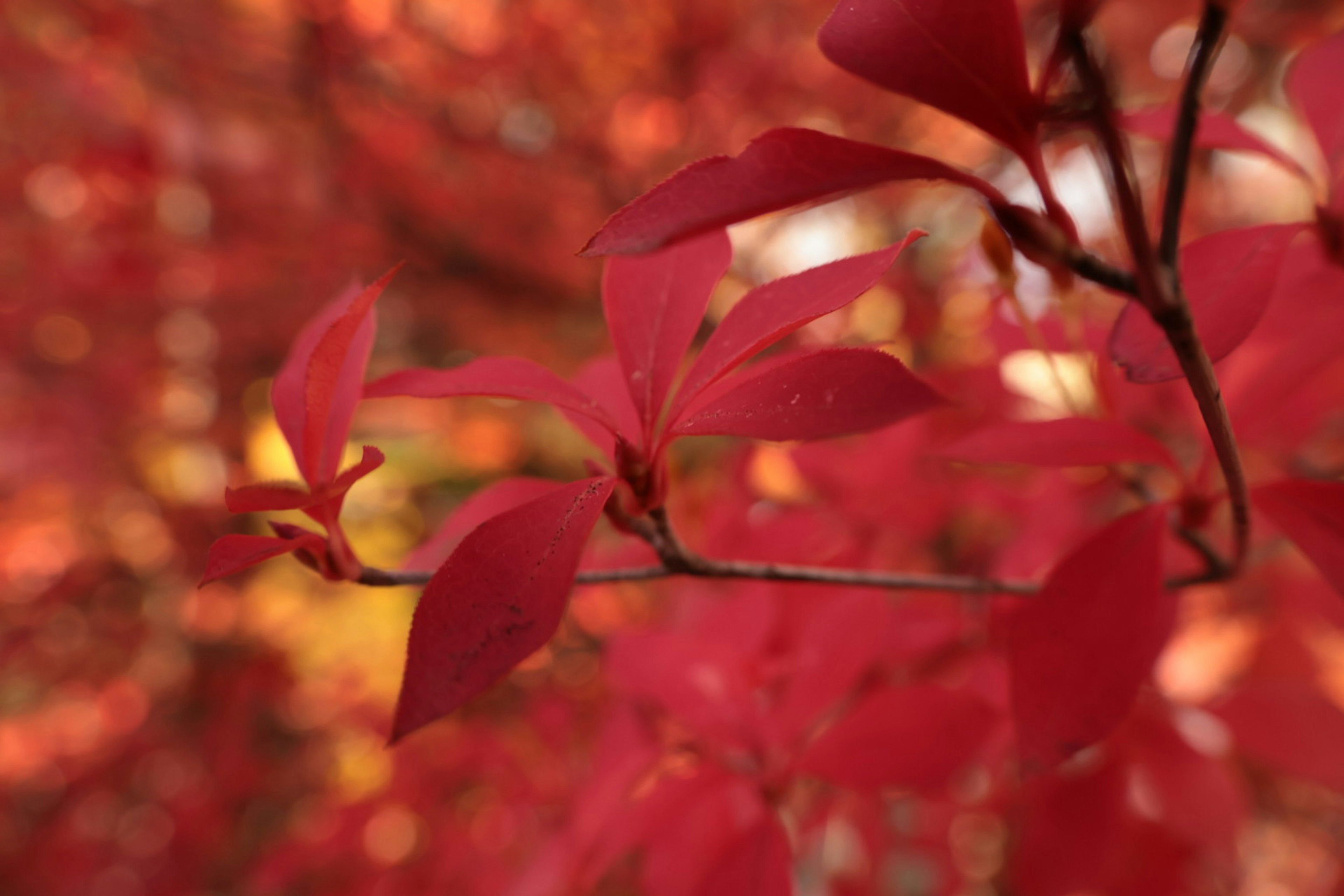 Ramo con foglie rosse vivaci che mostrano i colori autunnali