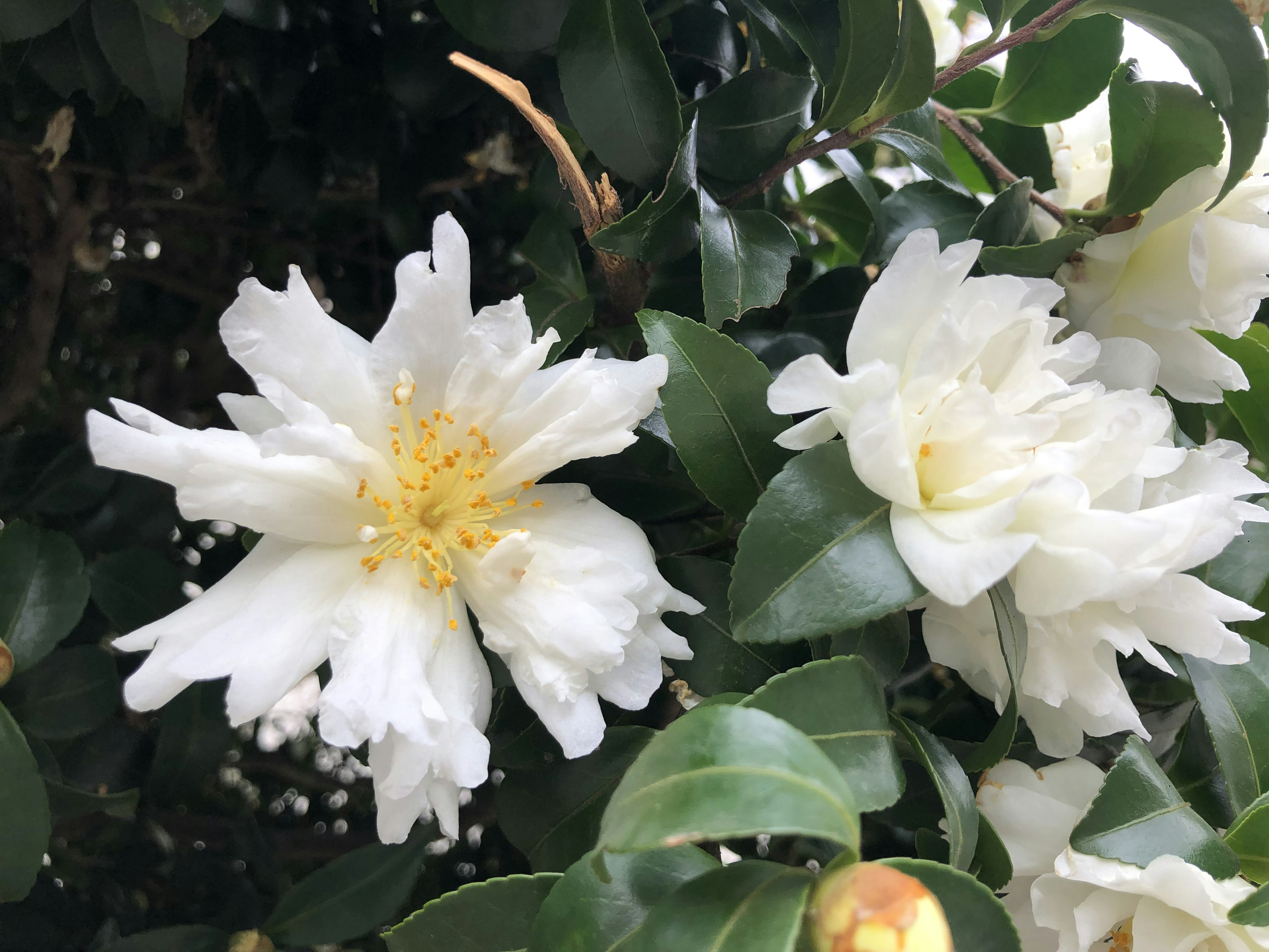 白い花が咲いている緑の葉の近くの植物