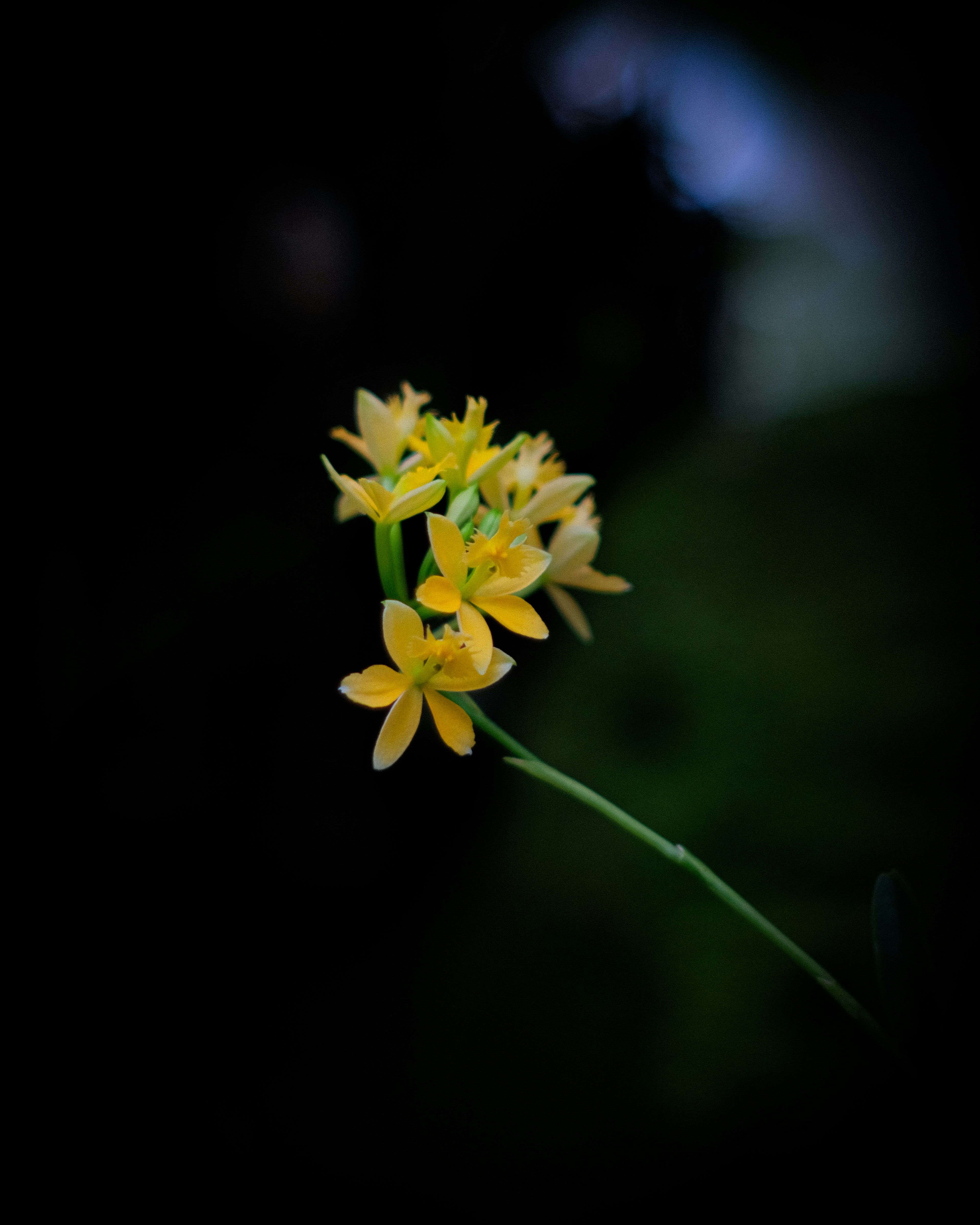 Lebendige gelbe Blumen blühen vor einem dunklen Hintergrund