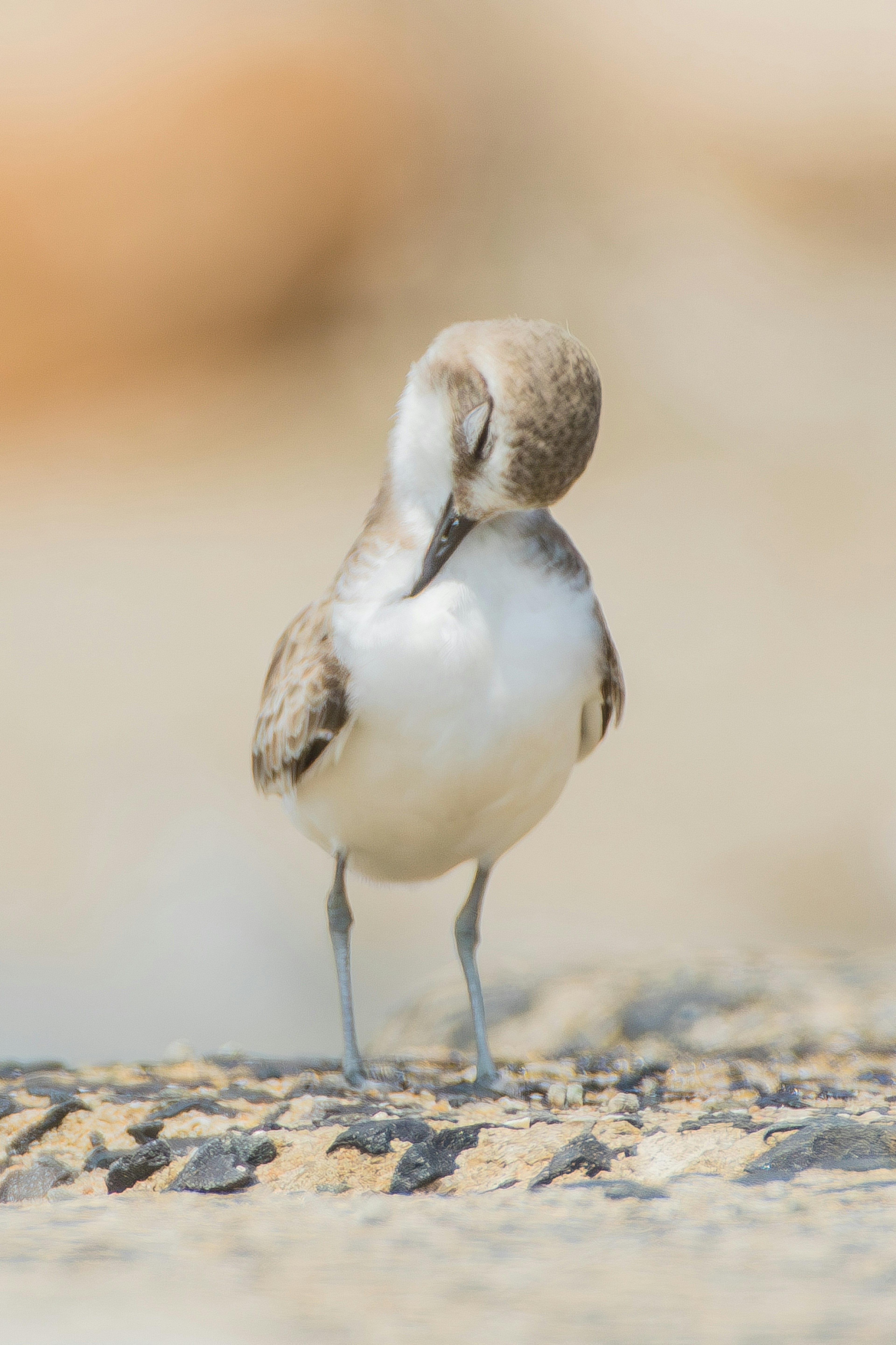 Ein kleiner Vogel, der auf den Boden schaut