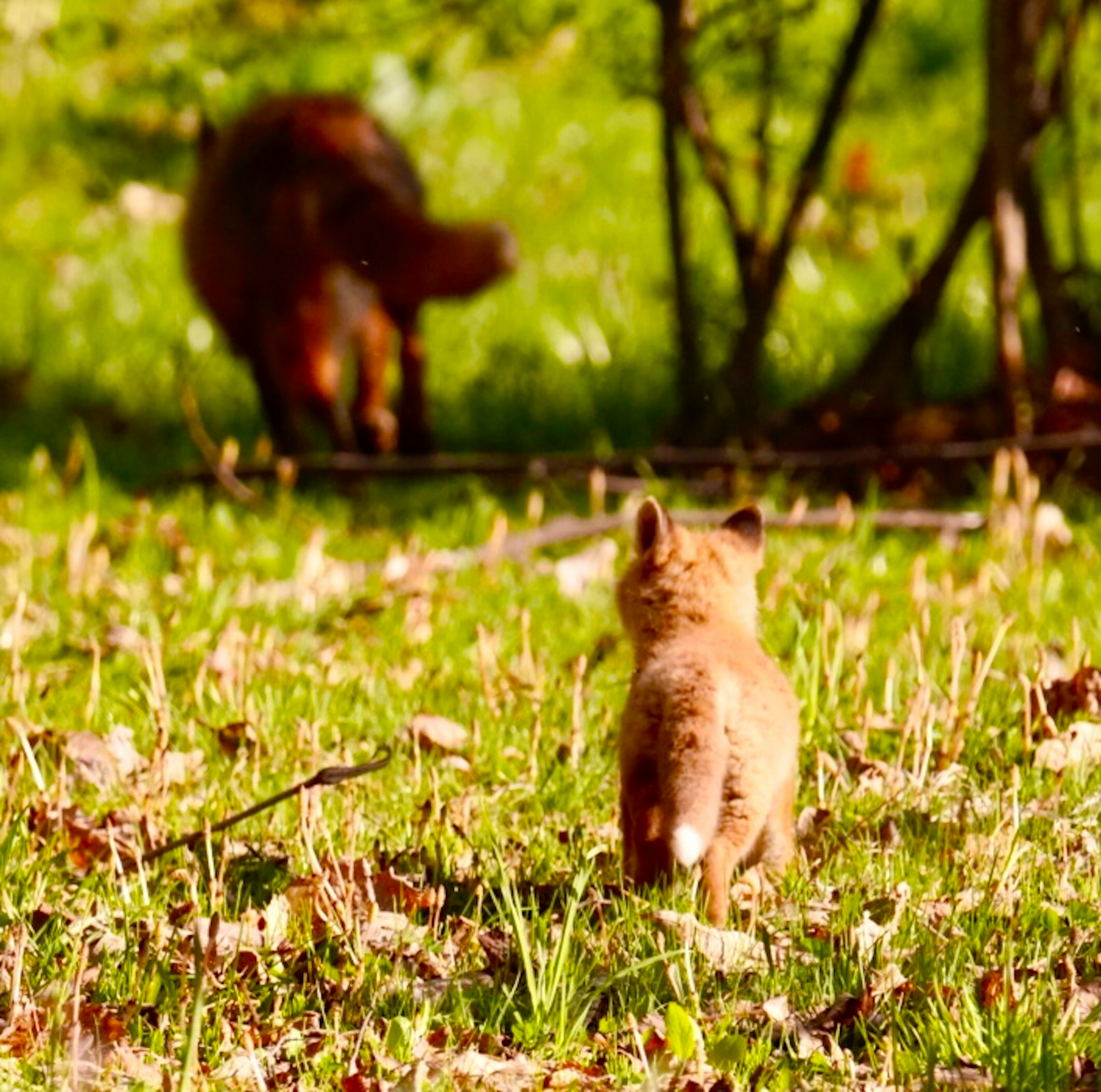 Un jeune renard observant un renard adulte dans un champ herbeux