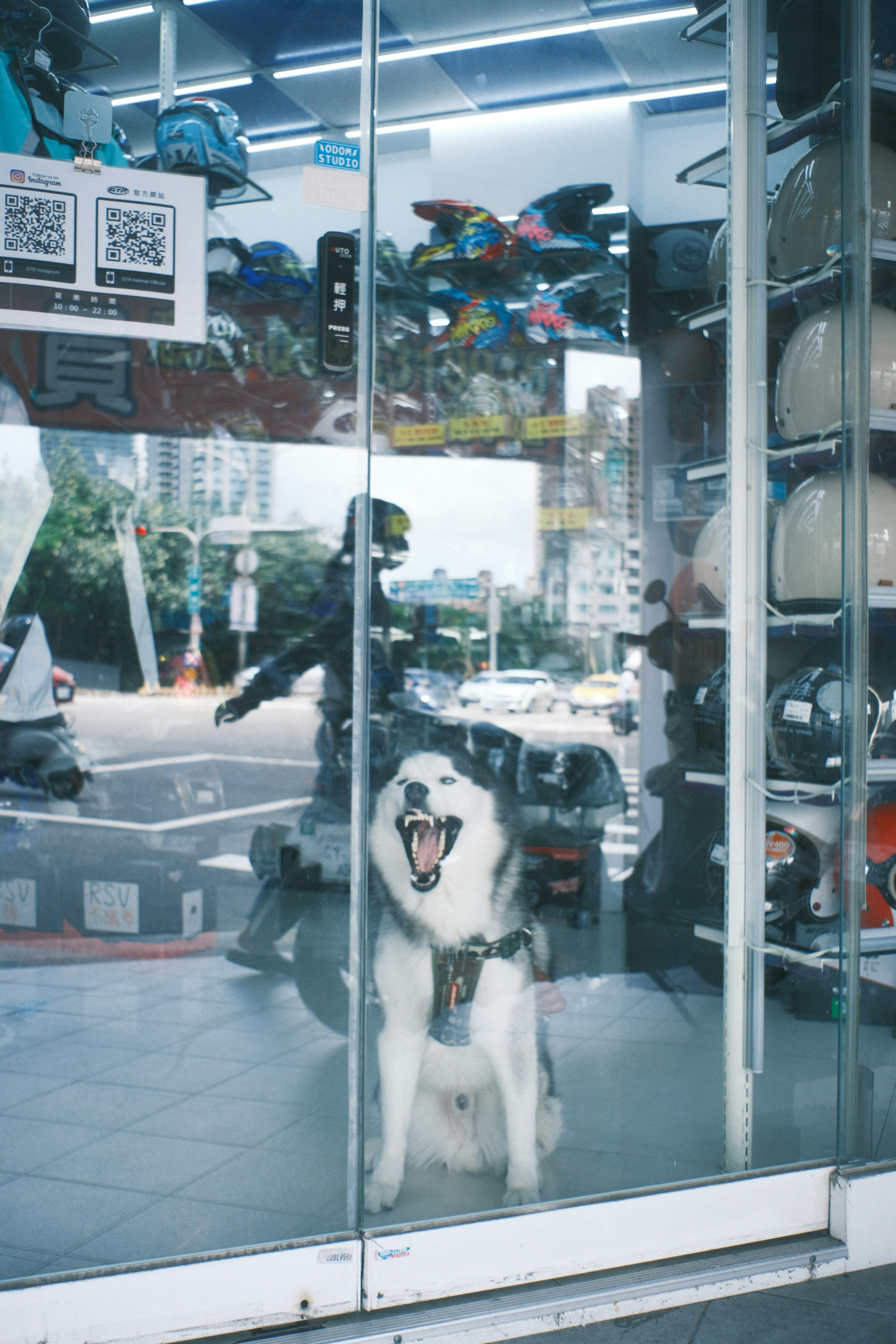 A dog inside a glass storefront with a motorcycle rider outside