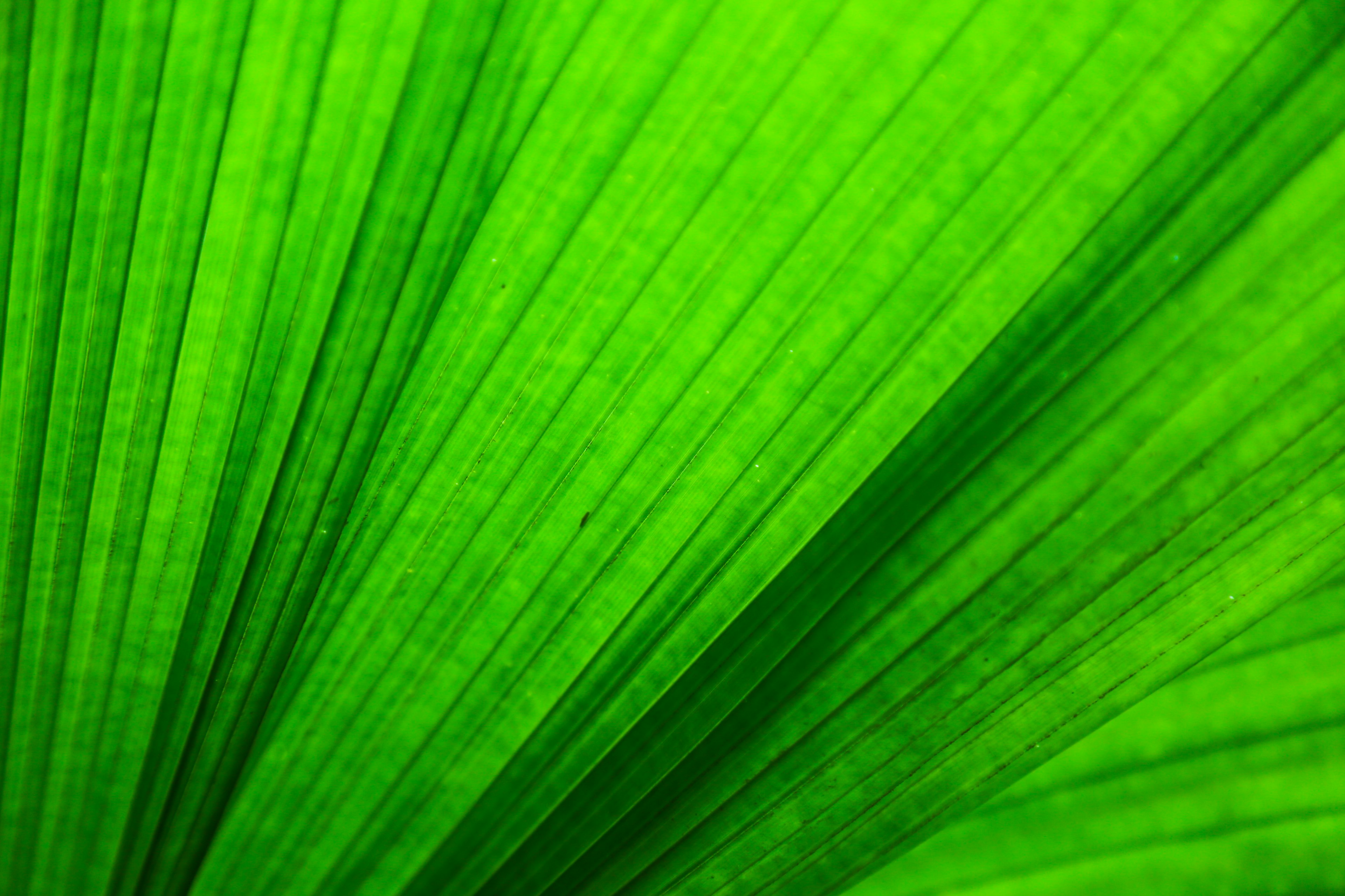 Primo piano di una foglia verde che mostra linee testurizzate e un colore verde vibrante