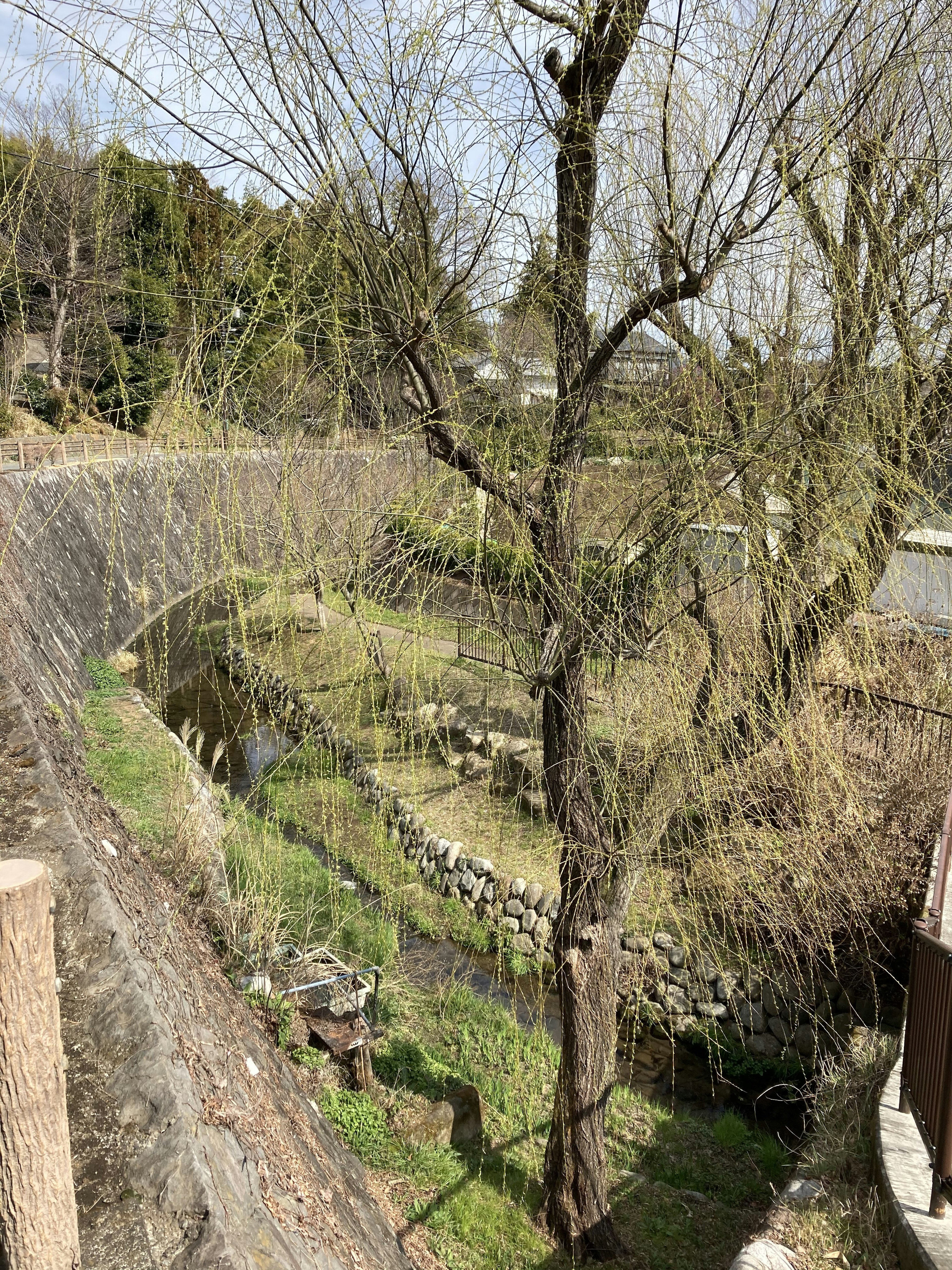 Escenario primaveral con ramas delgadas y hierba verde