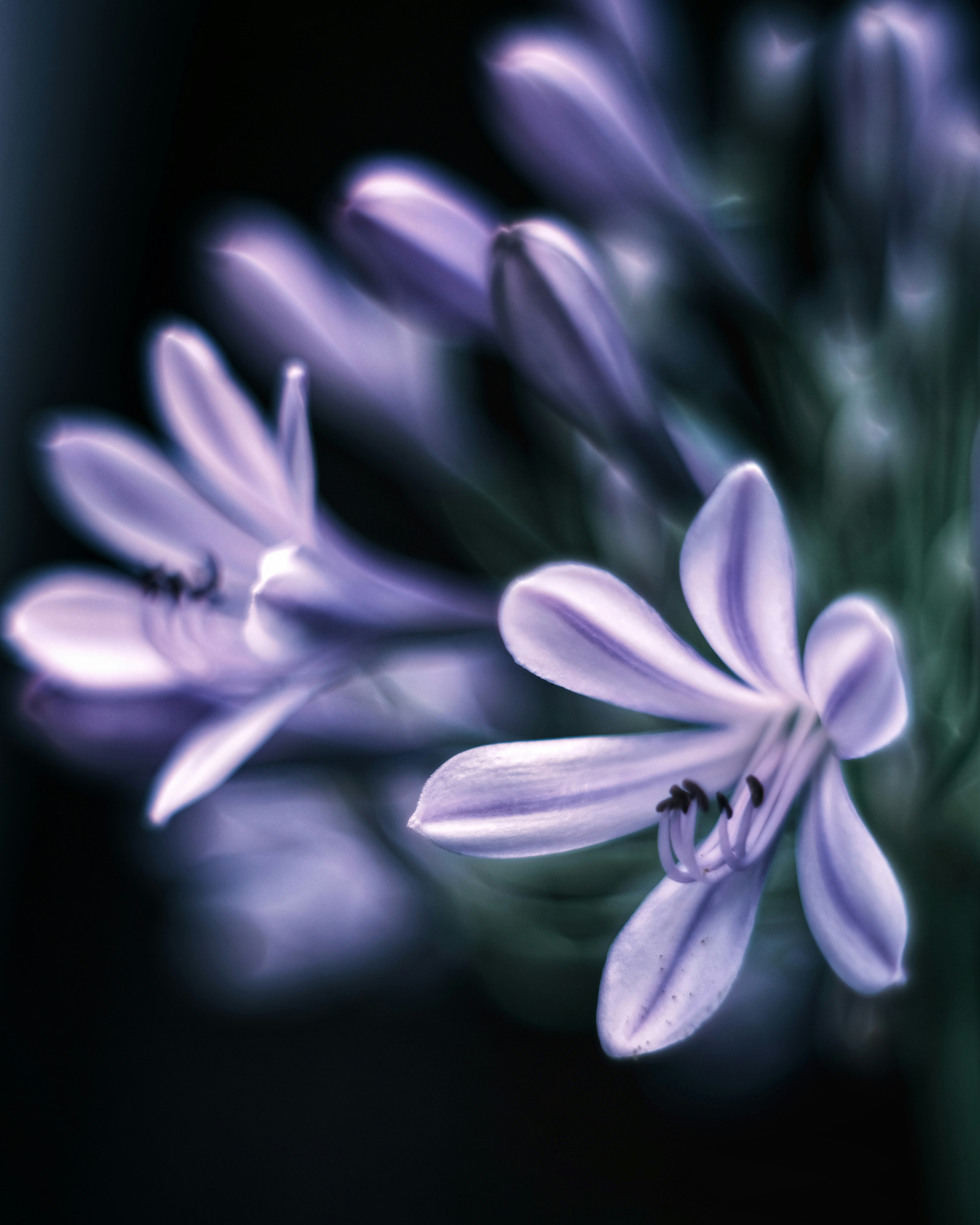 Purple flowers with a blurred background highlighting their beauty